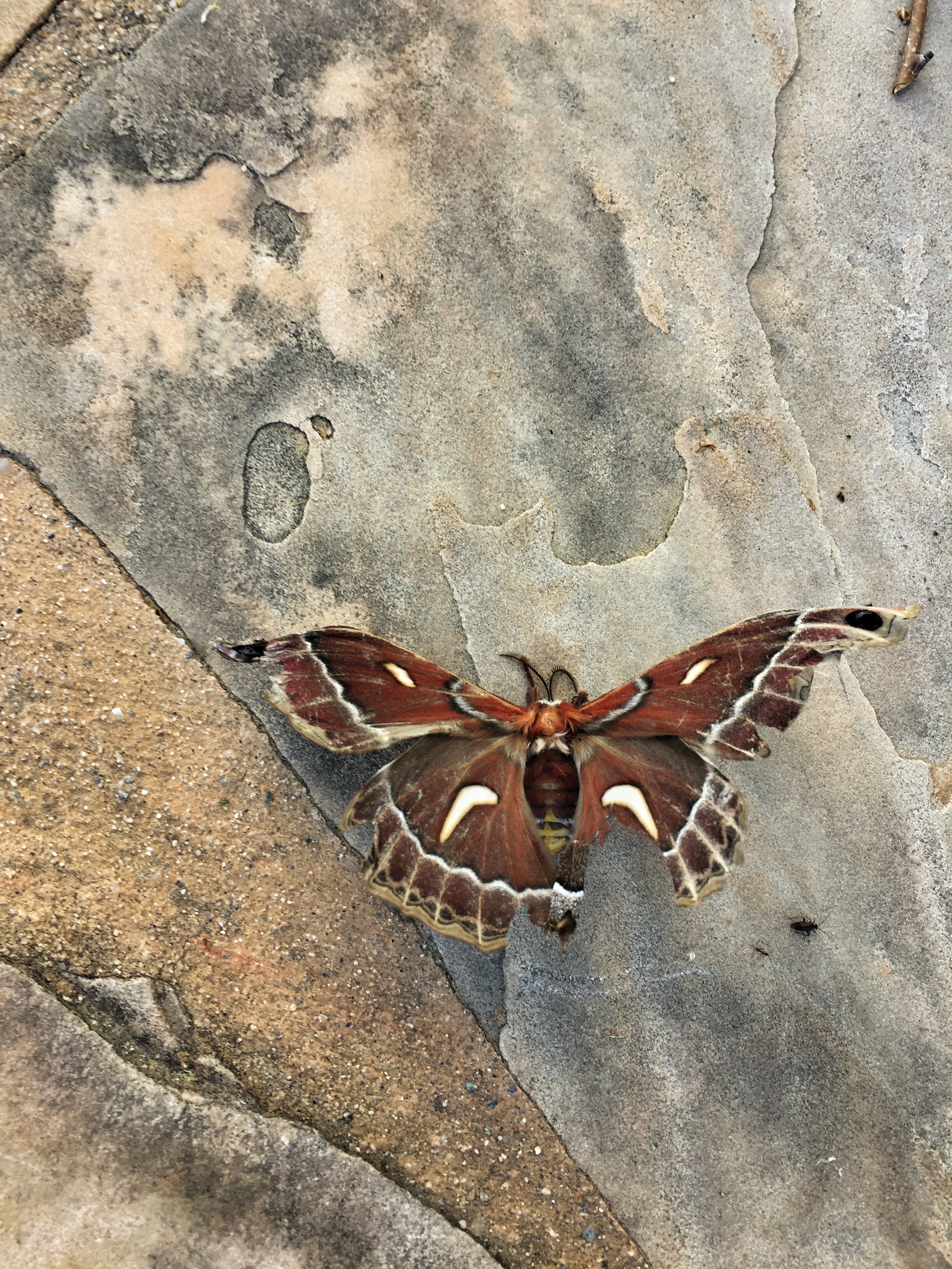Ceanothus Silkmoth Still Life