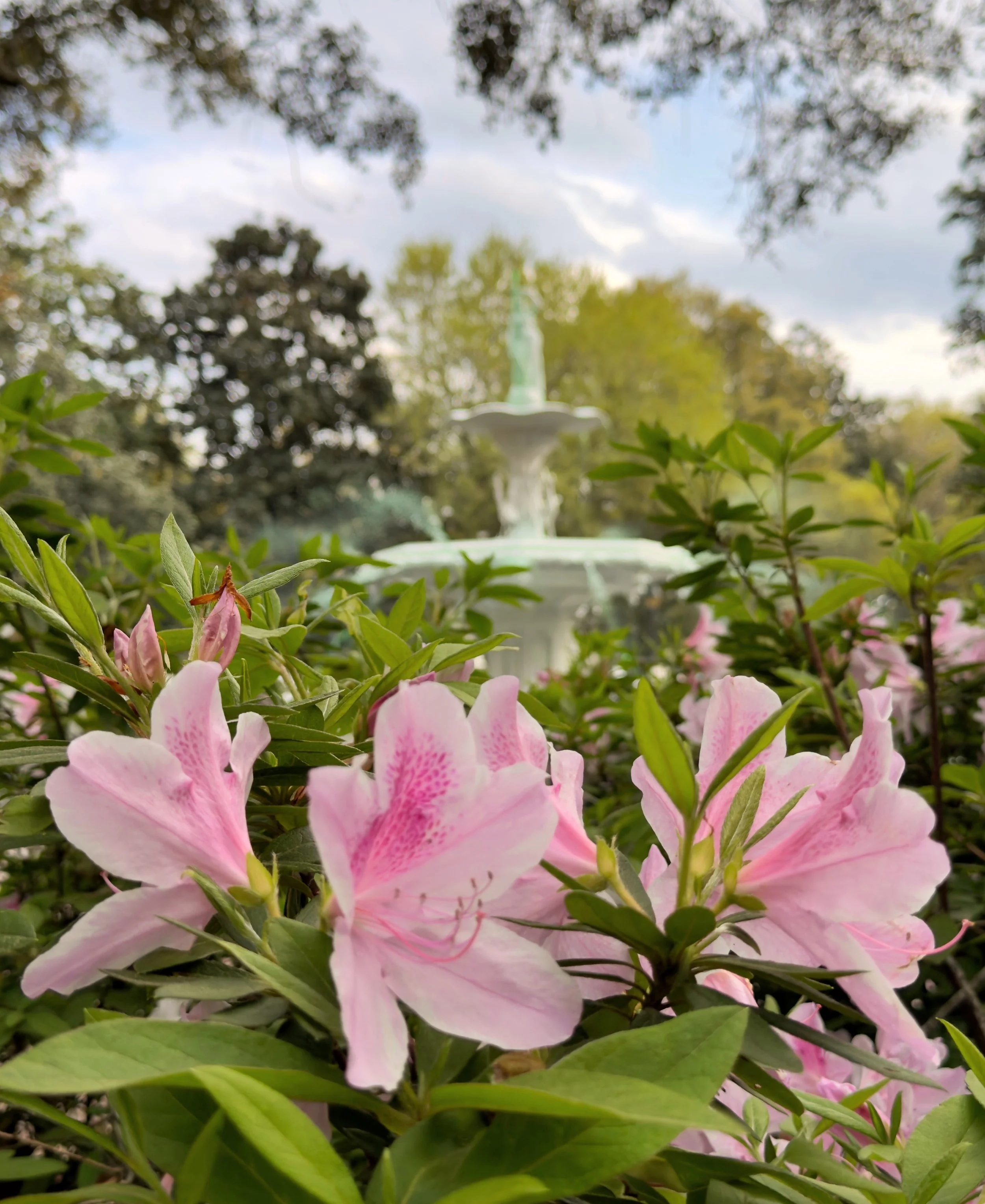 Forsyth Fountain and Azaleas Vertical