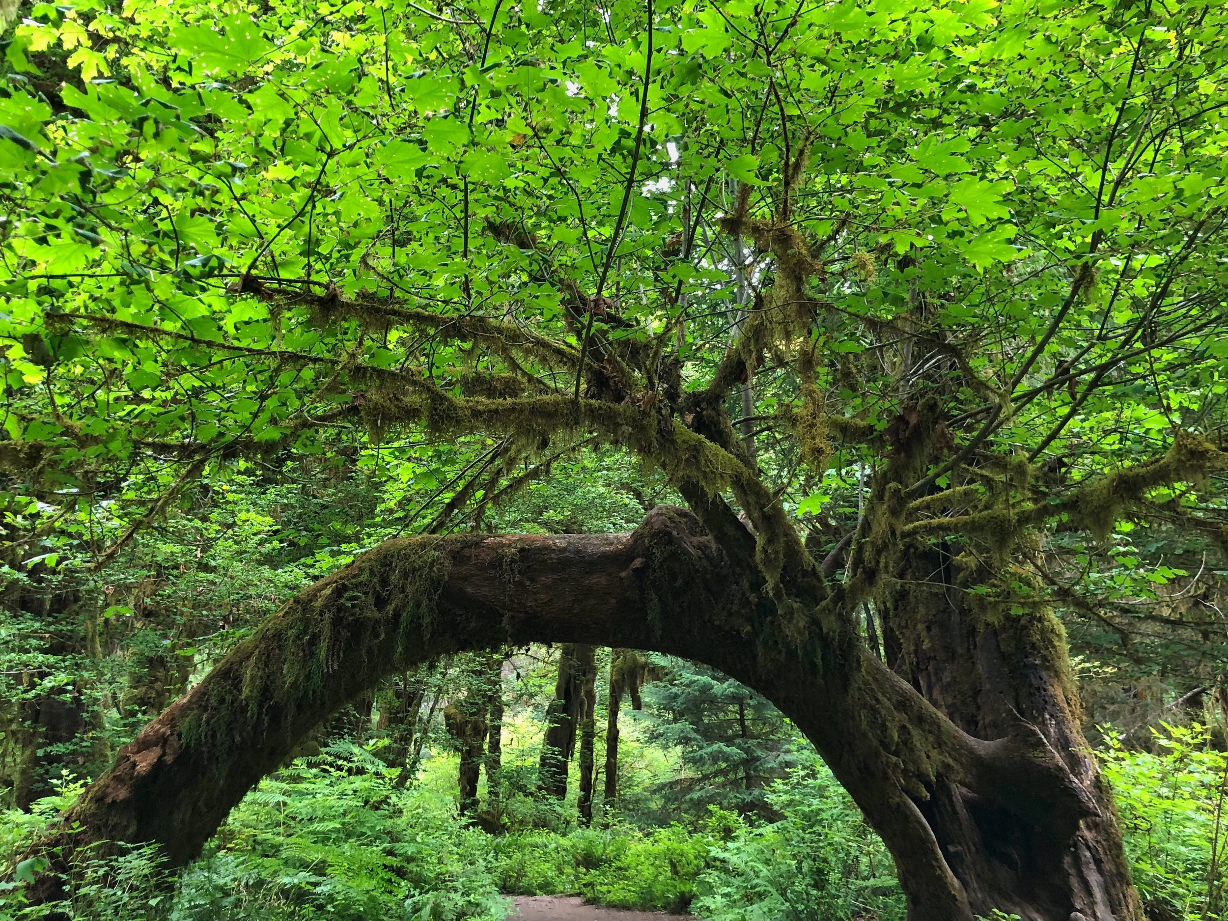 Olympic Forest Tree Arch