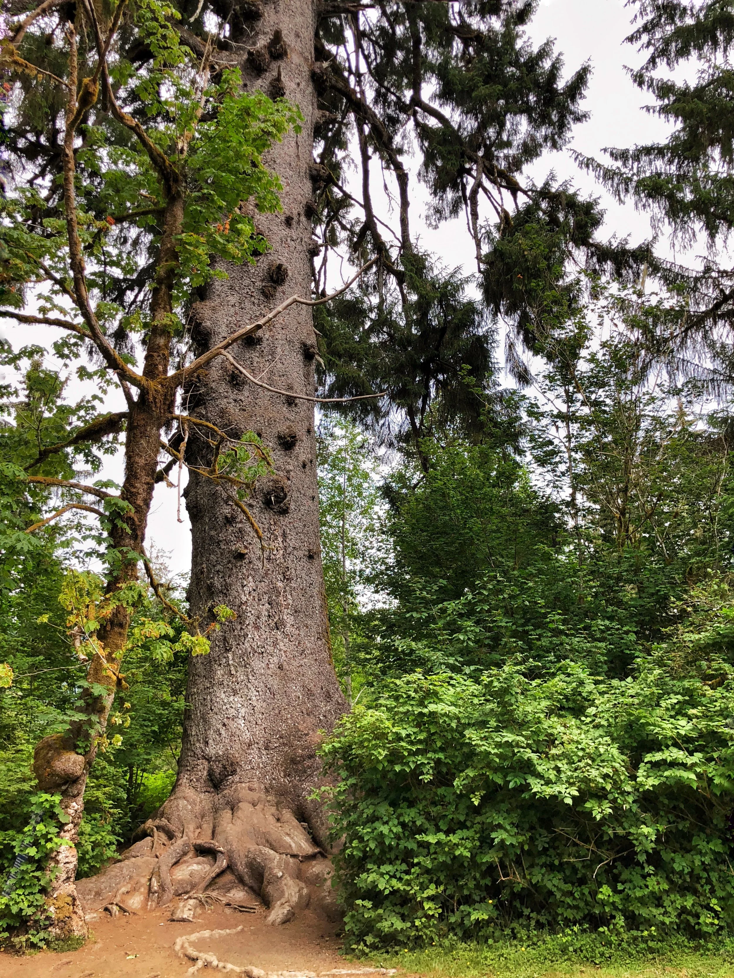 Largest Sika Spruce