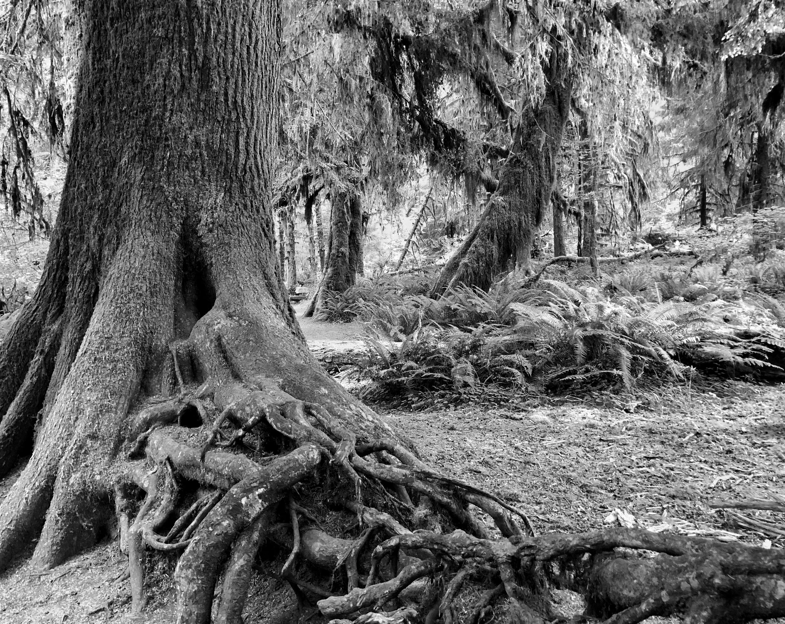 Olympic Forest Sprawl