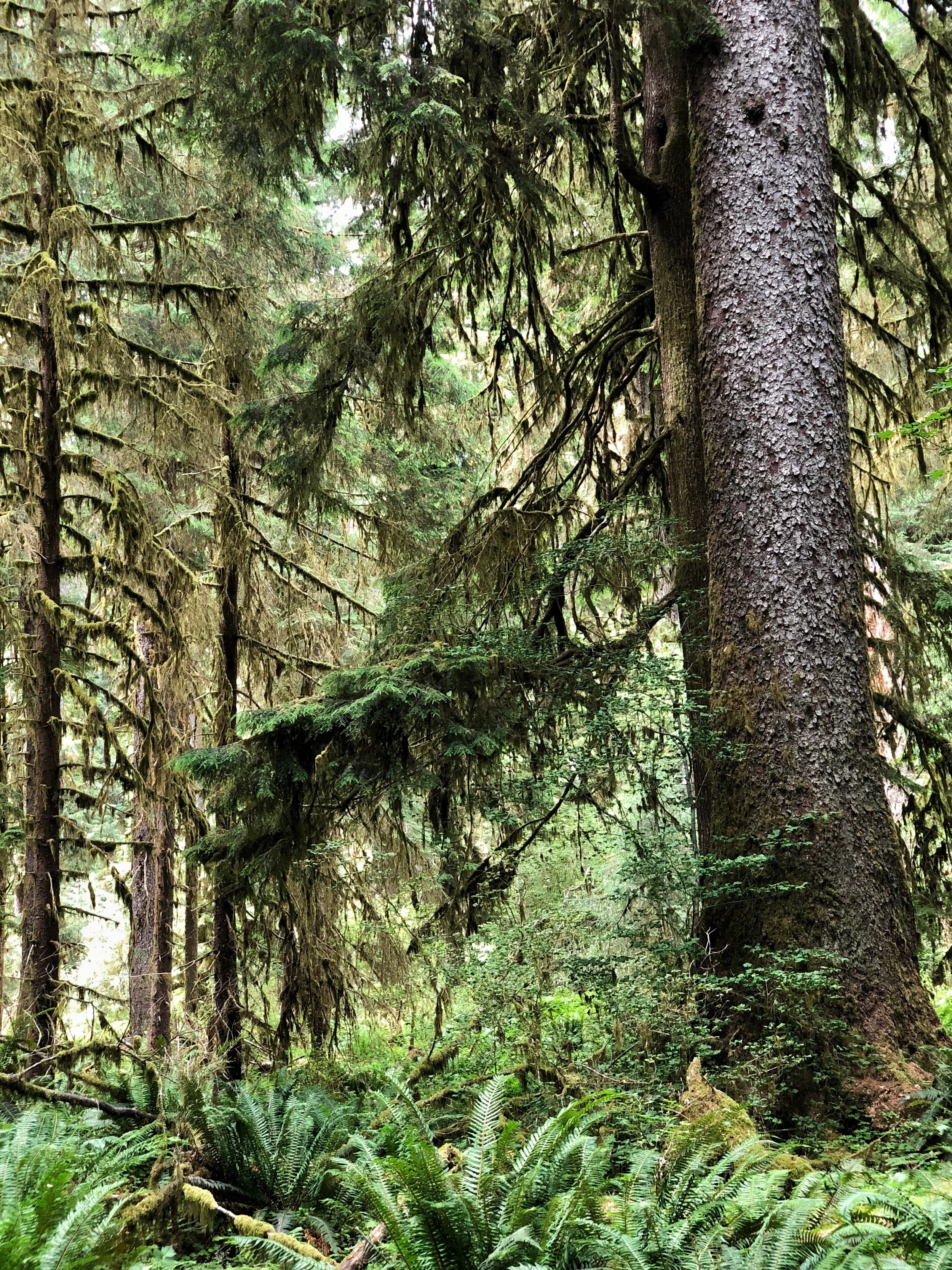 Wizard Spruce Tree