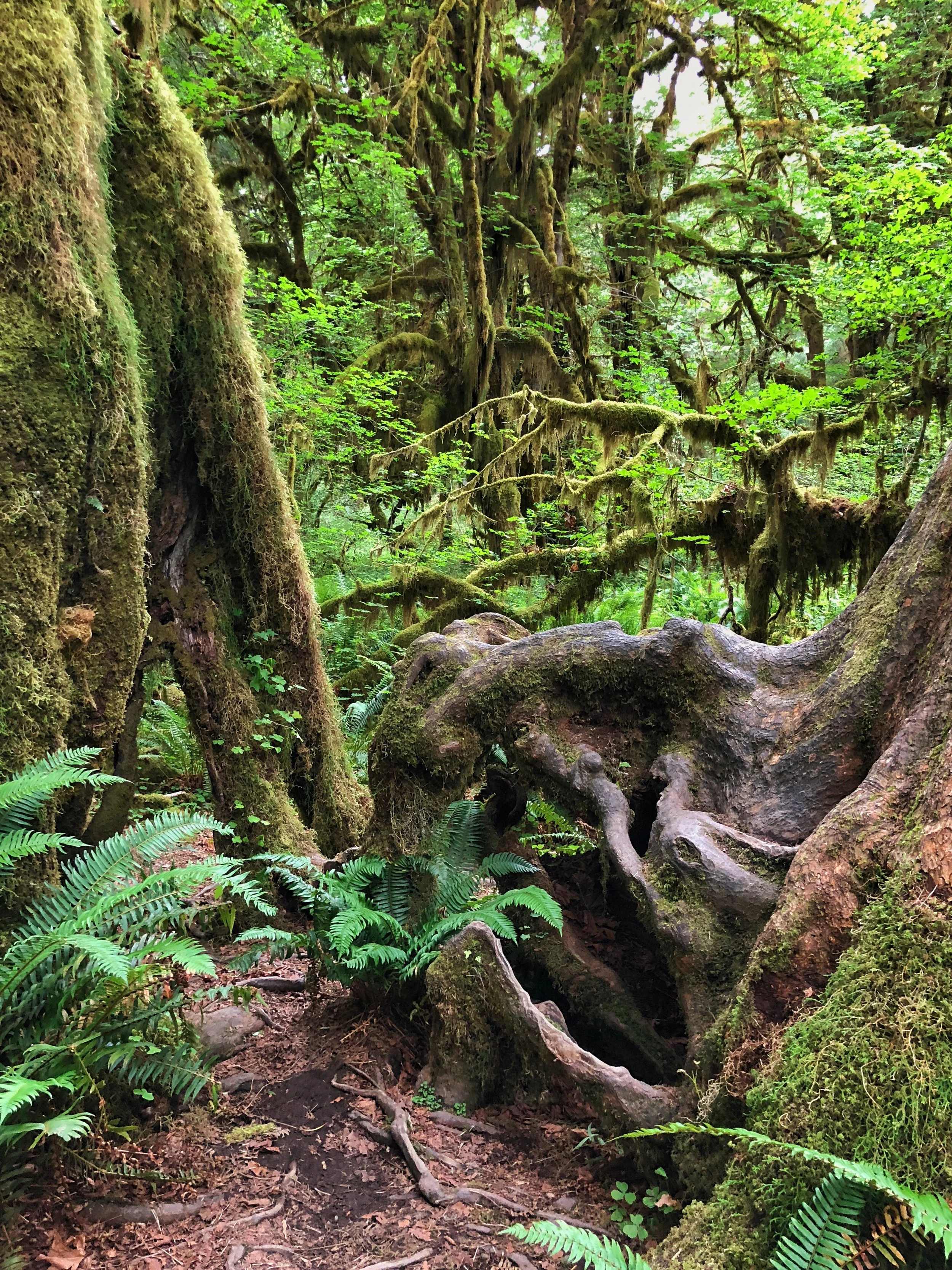 Olympic Forest