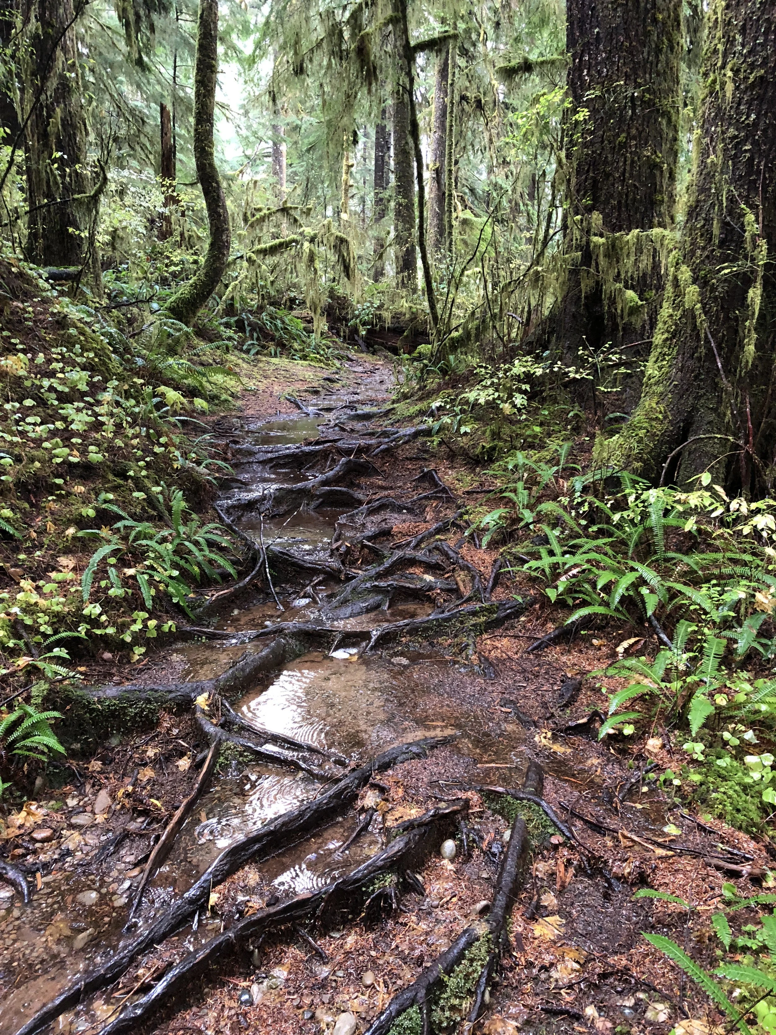 Quinalt Forest Trail