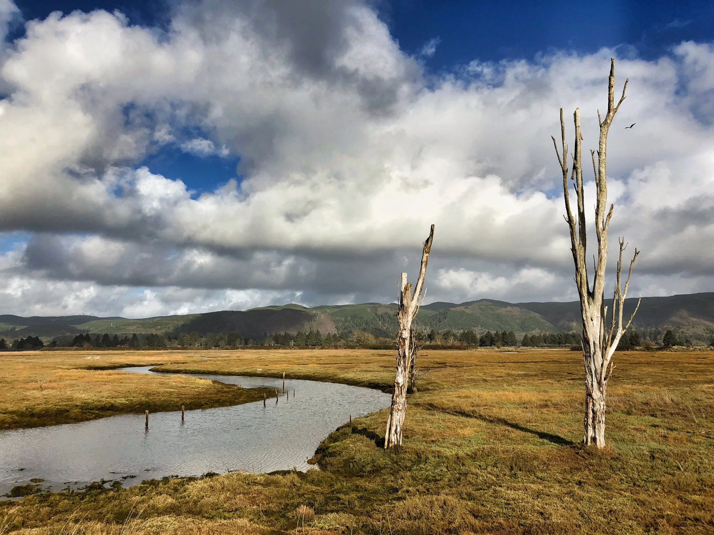 Willapa River WA