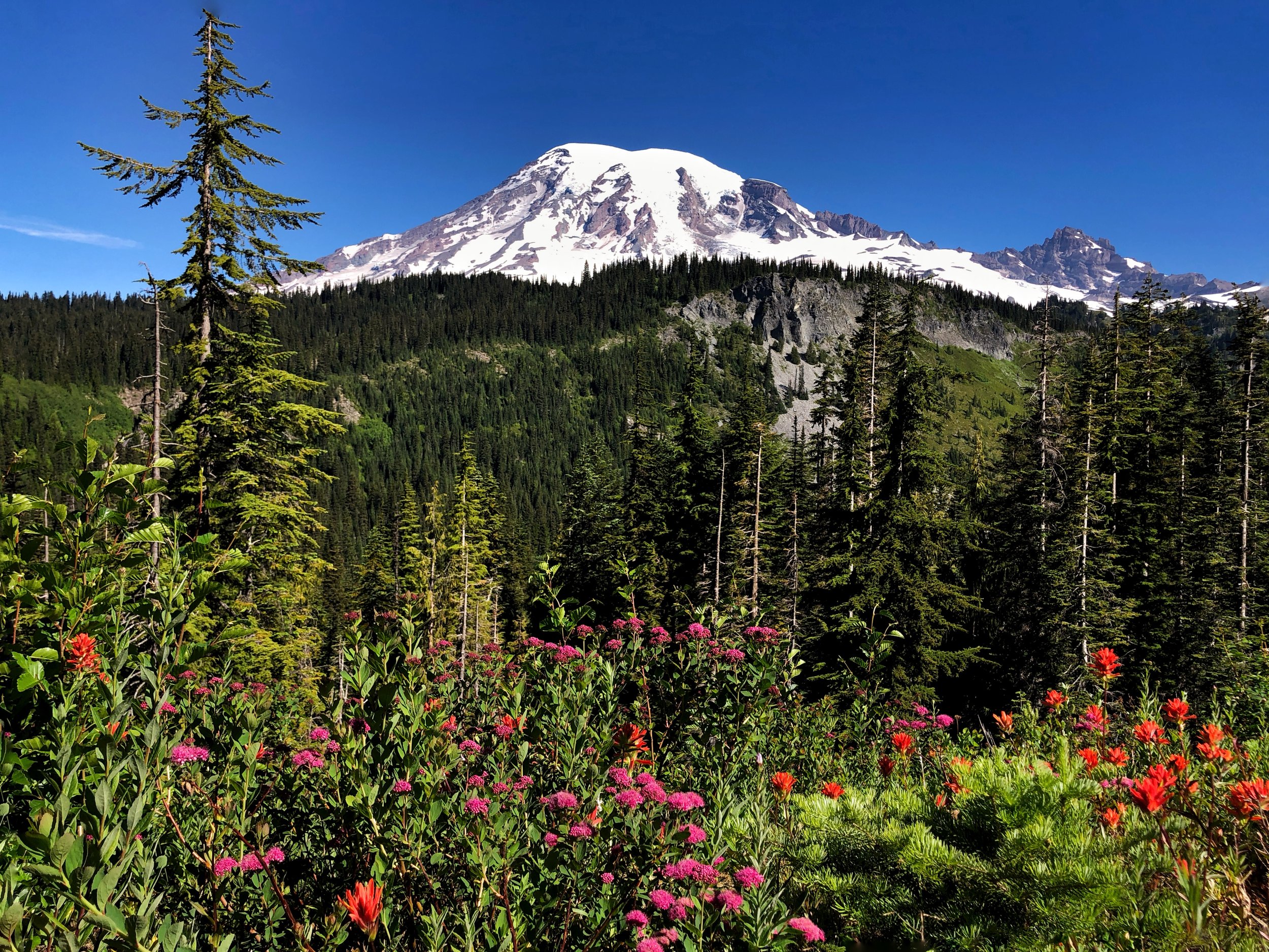 Wildflowers at Mt Rainier 