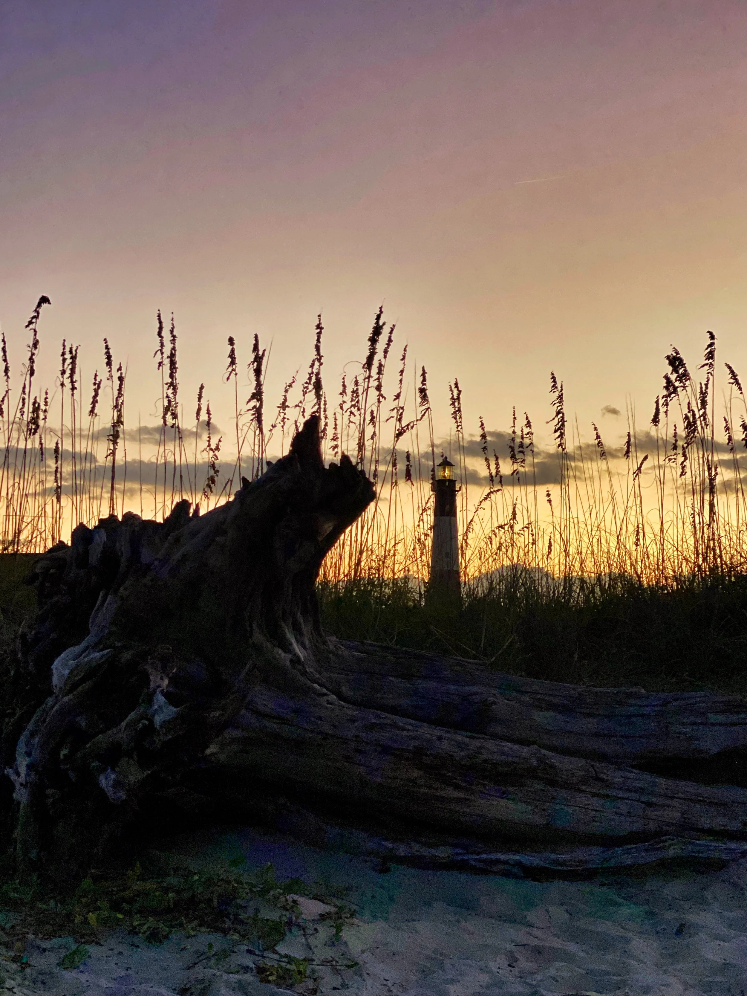 Tybee Light and Driftwood