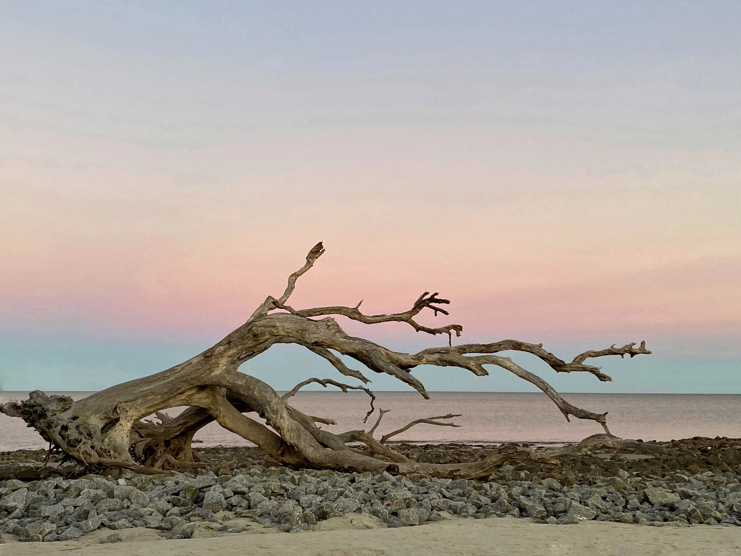 Driftwood Sunset