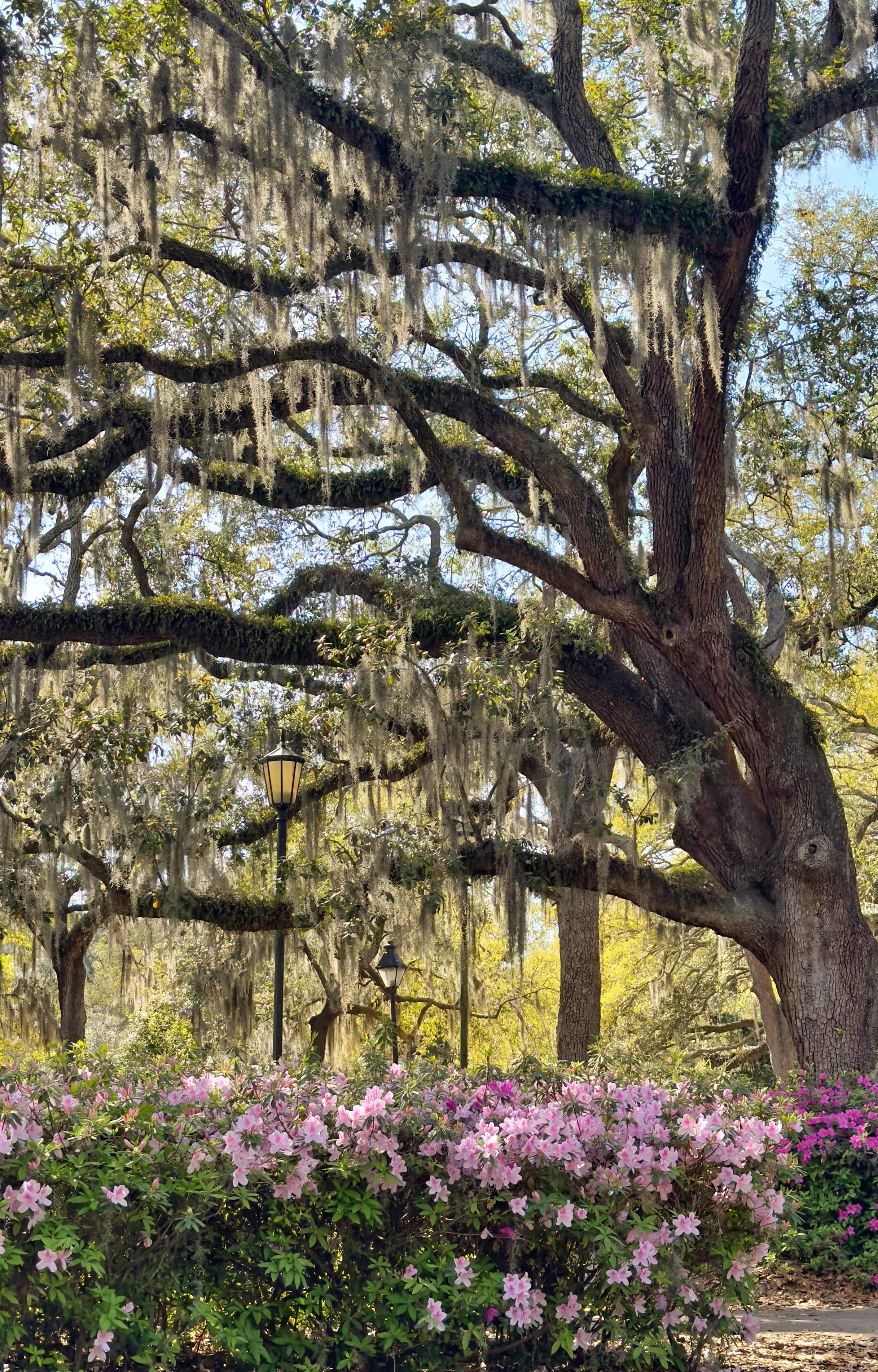 Forsyth Oak and Azaleas