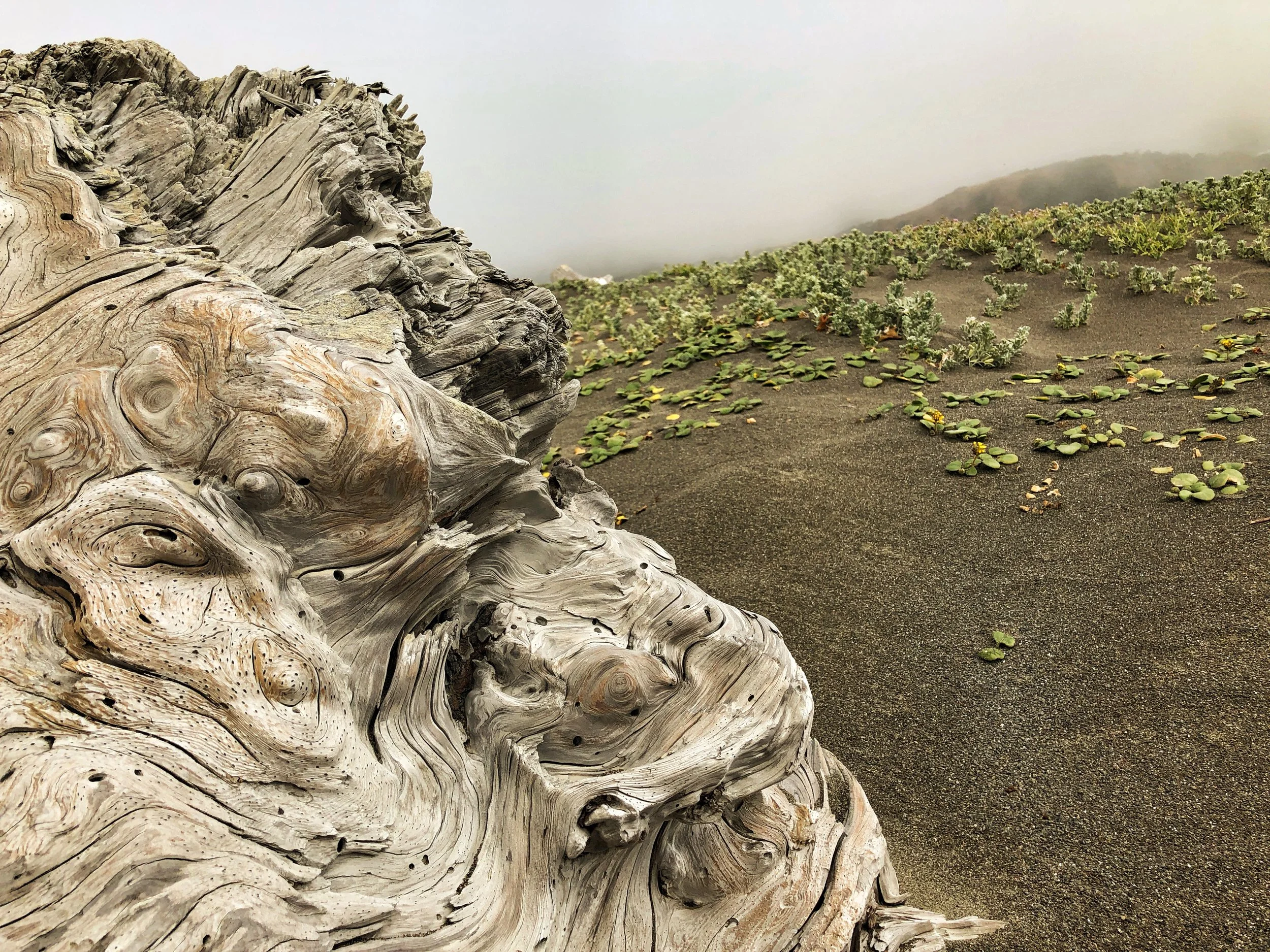 Driftwood Man