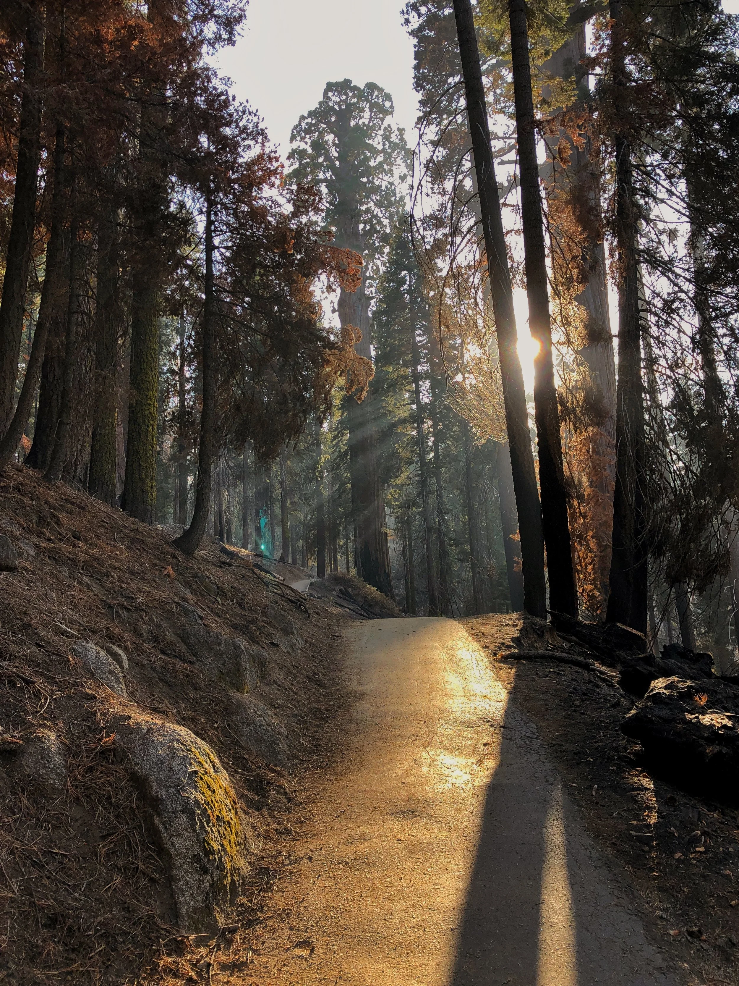 Light Being of the Sequoias
