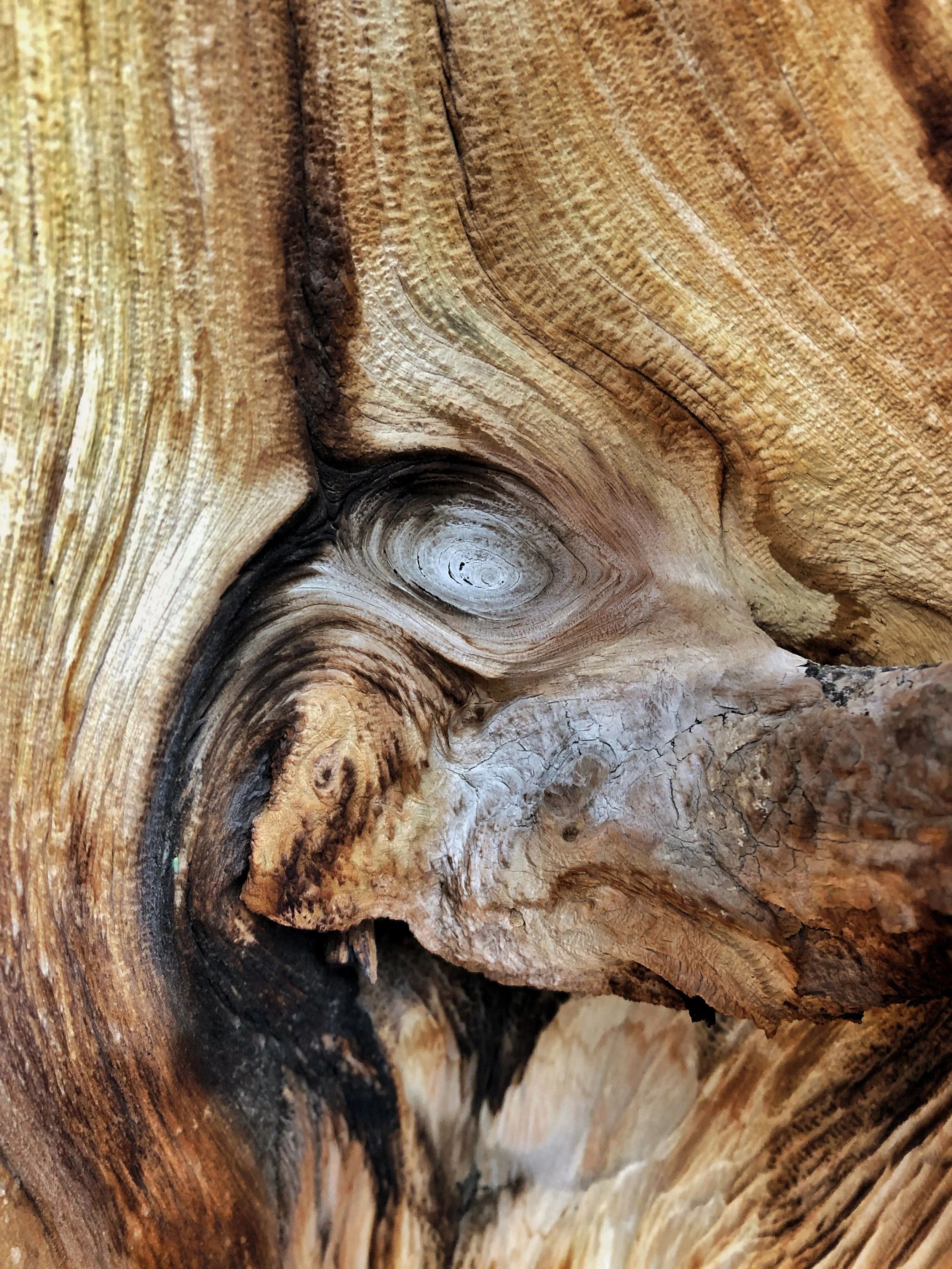 Wiley Coyote of the Bristlecone Pine