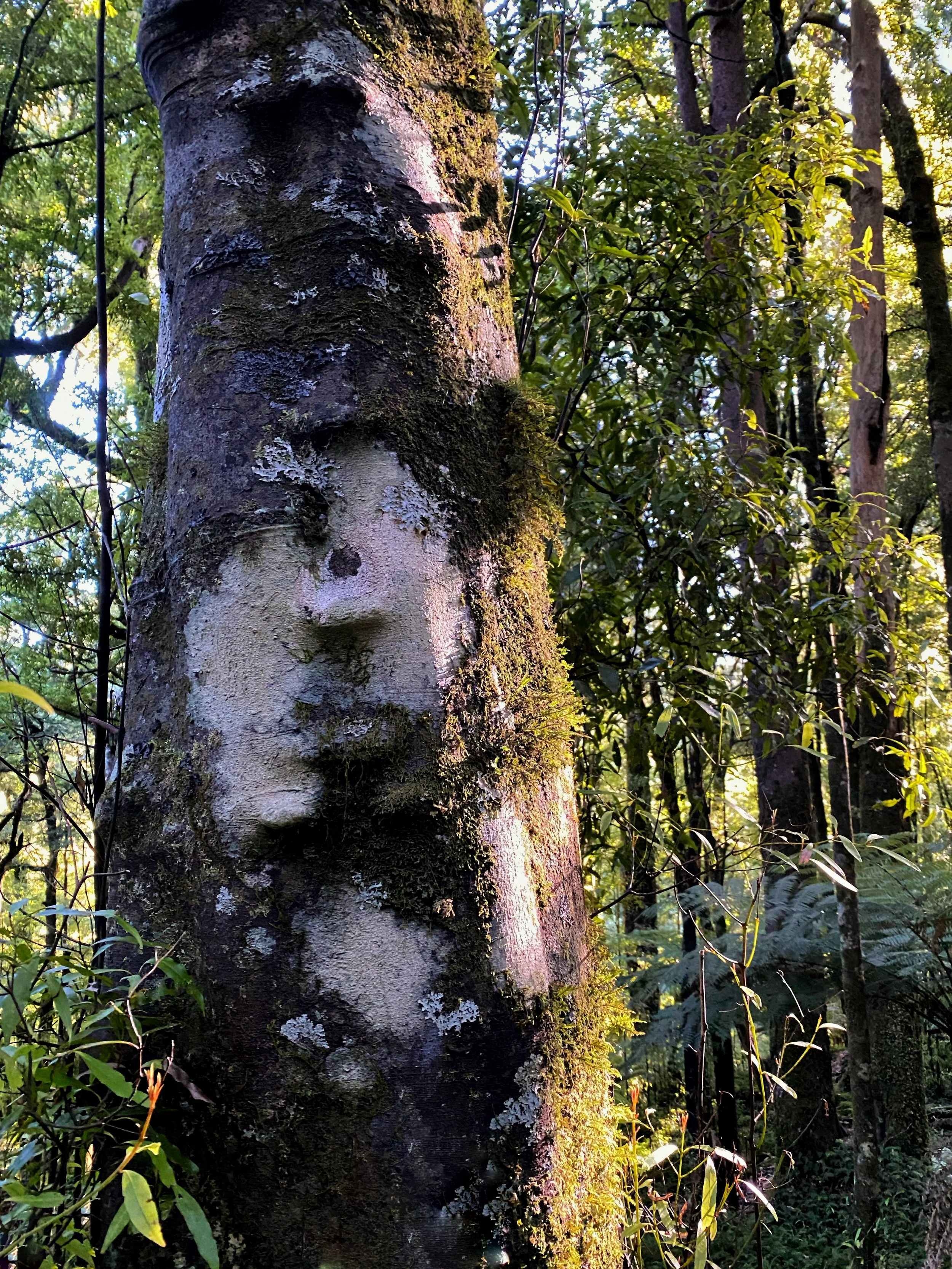 Tree of Peace - Whirinaki Forest NZ