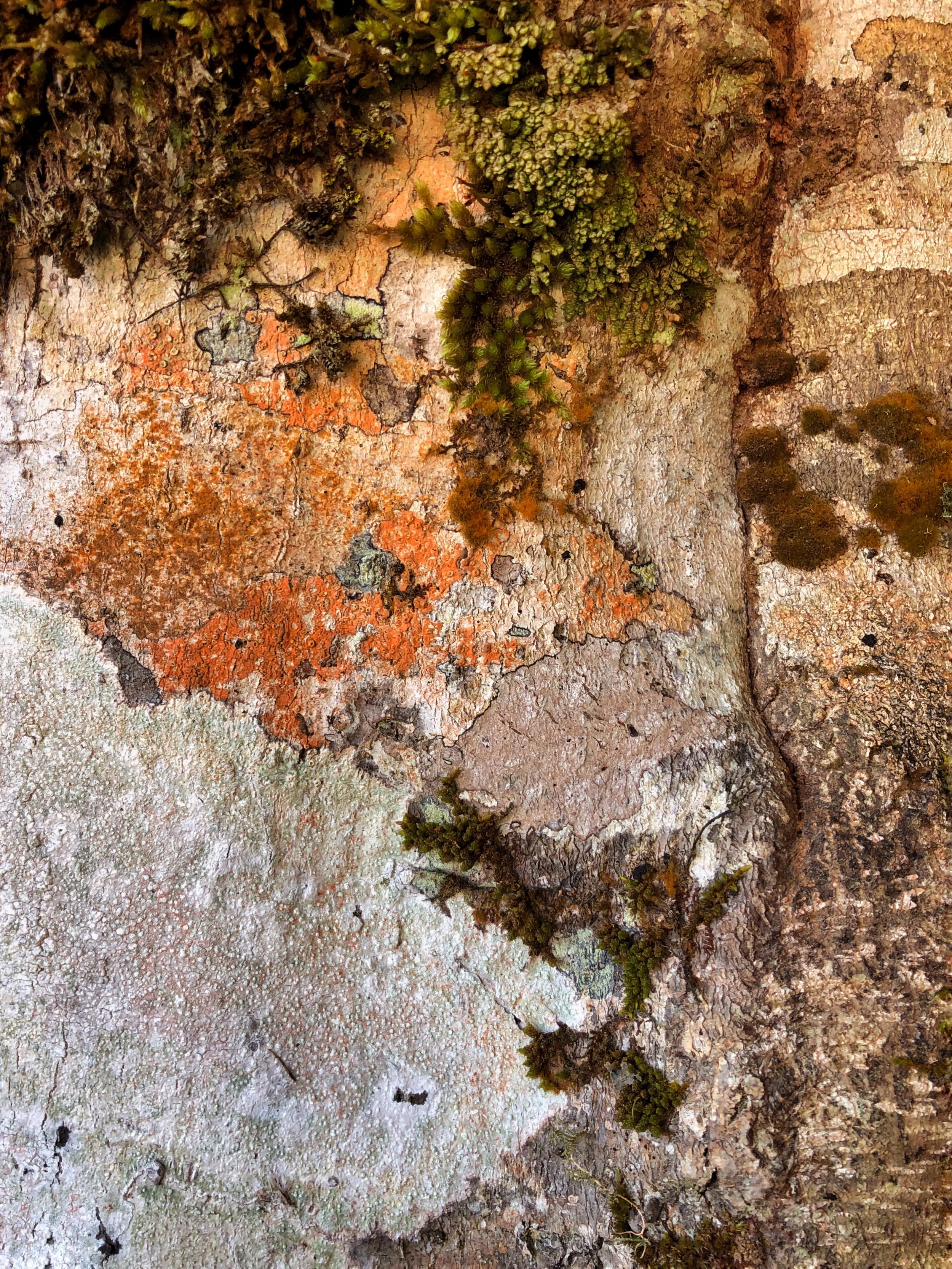 Abstract Rock Faces and Bird