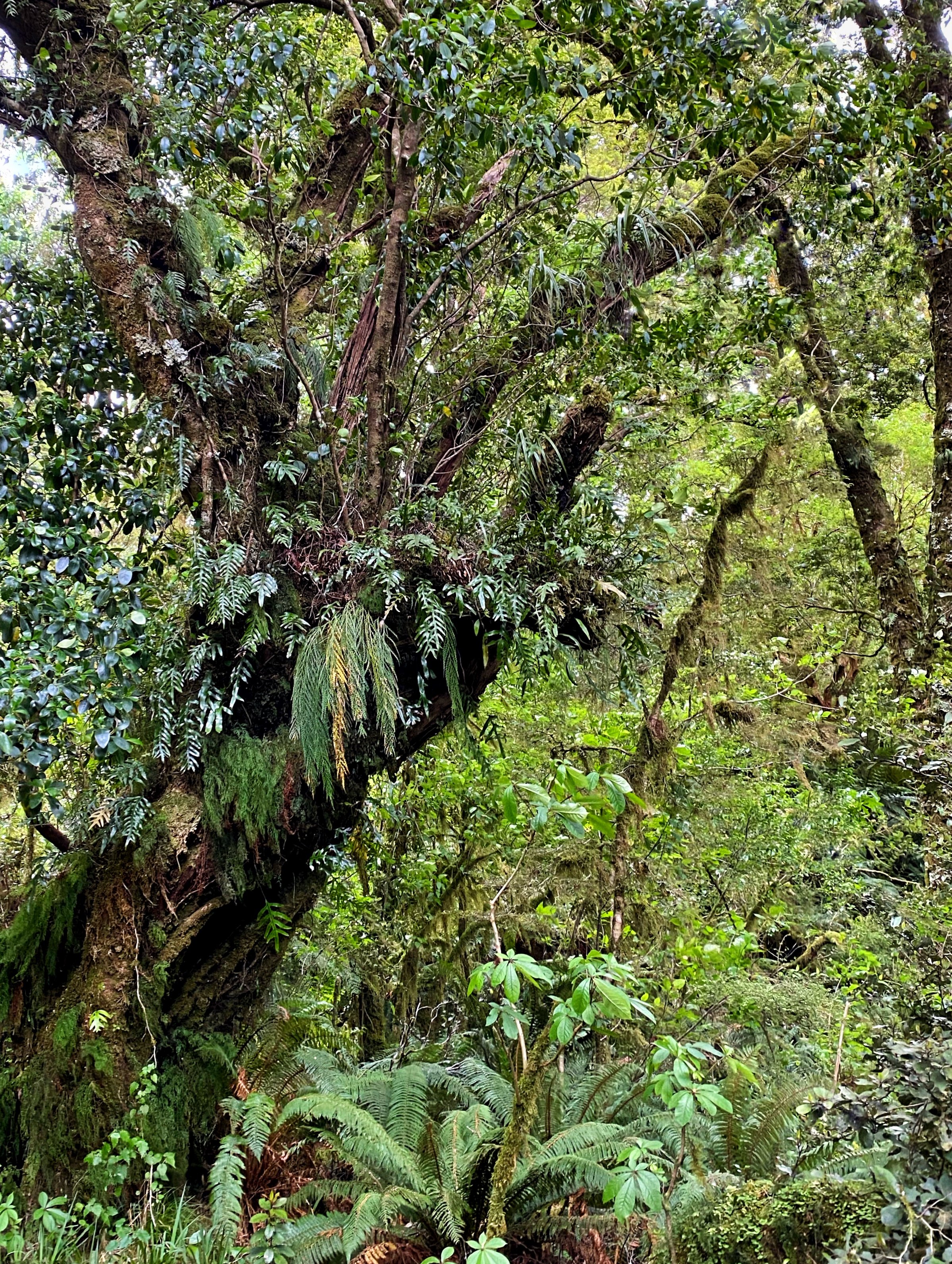 Reaching Tree