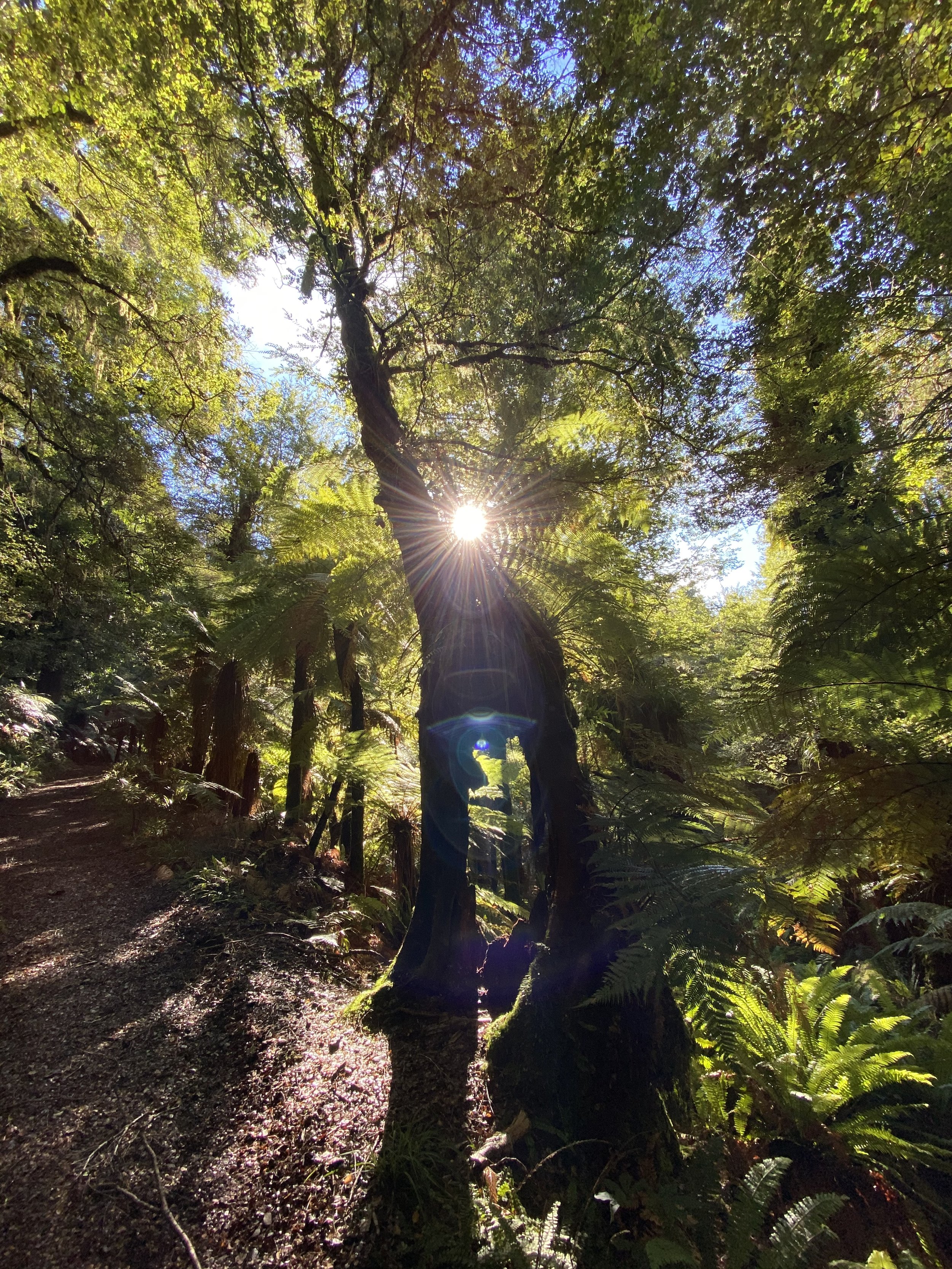 Sunburst of the Giraffe Tree