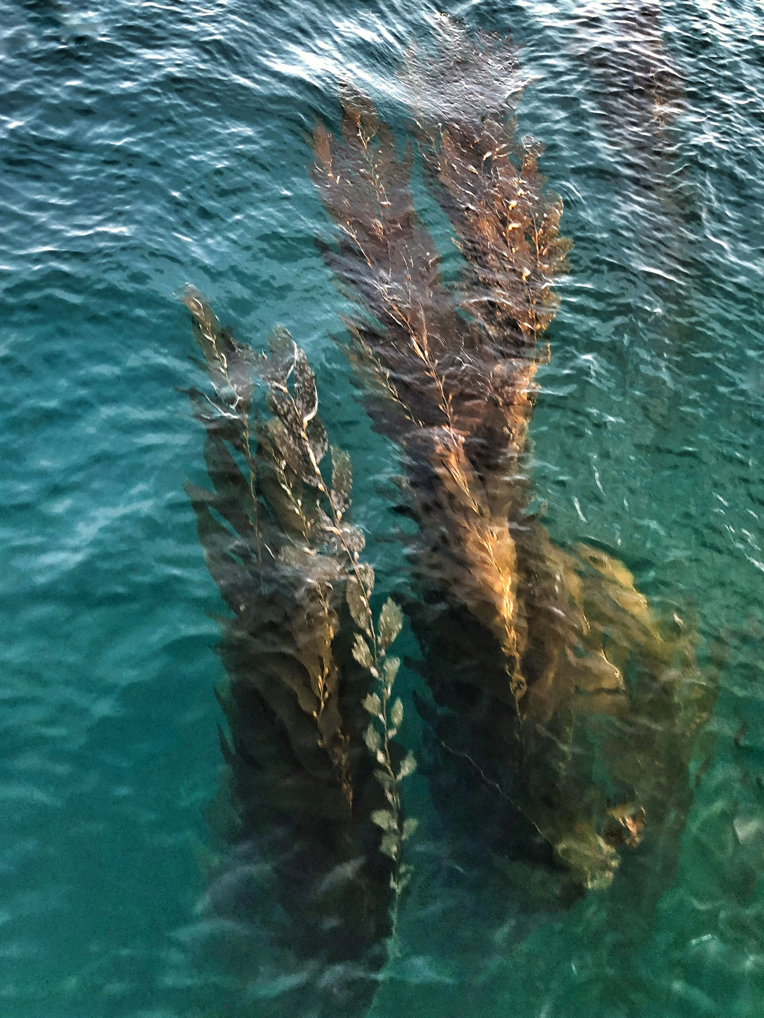 Seaweed Stag