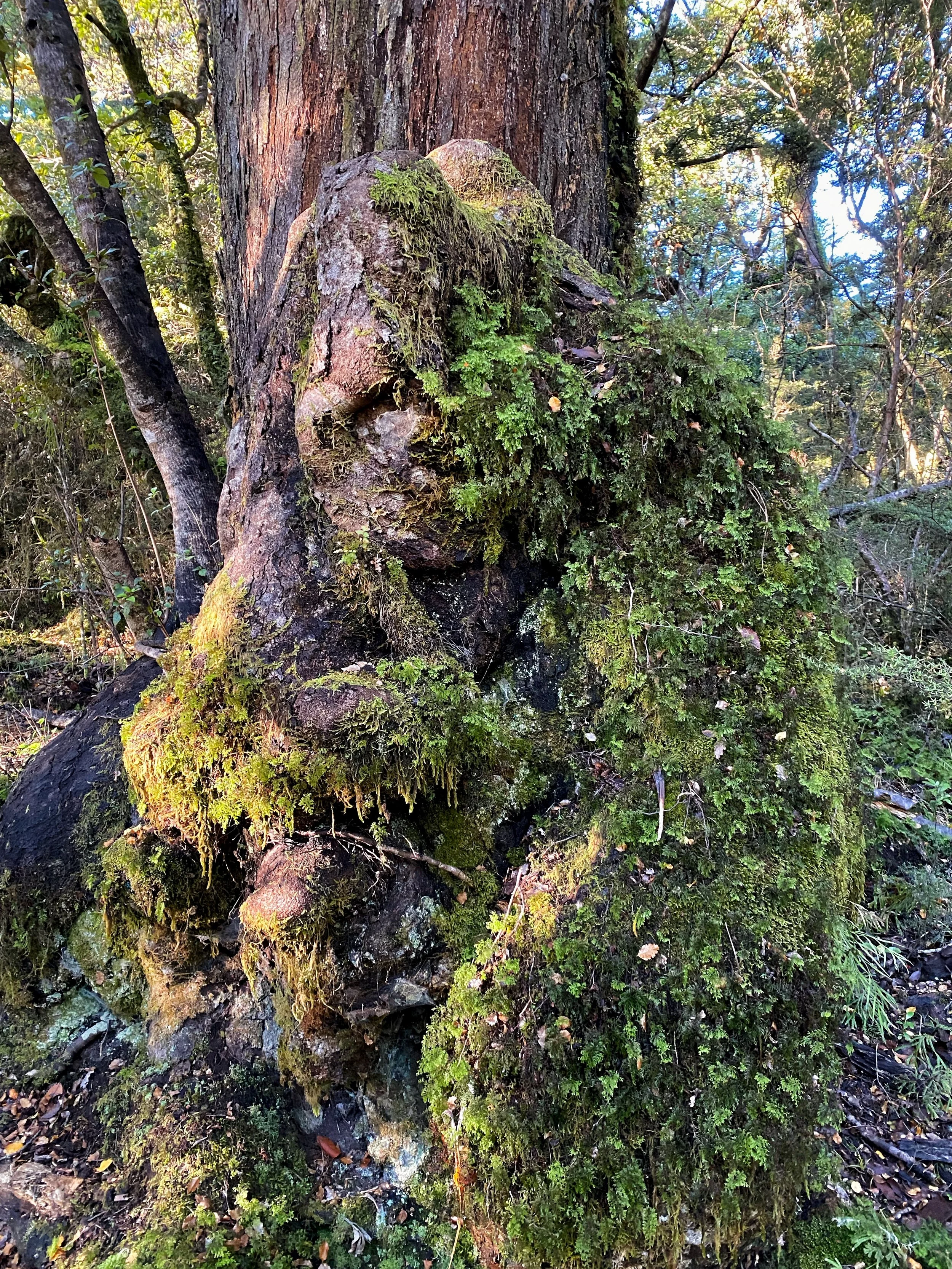 Dragon Tree Root