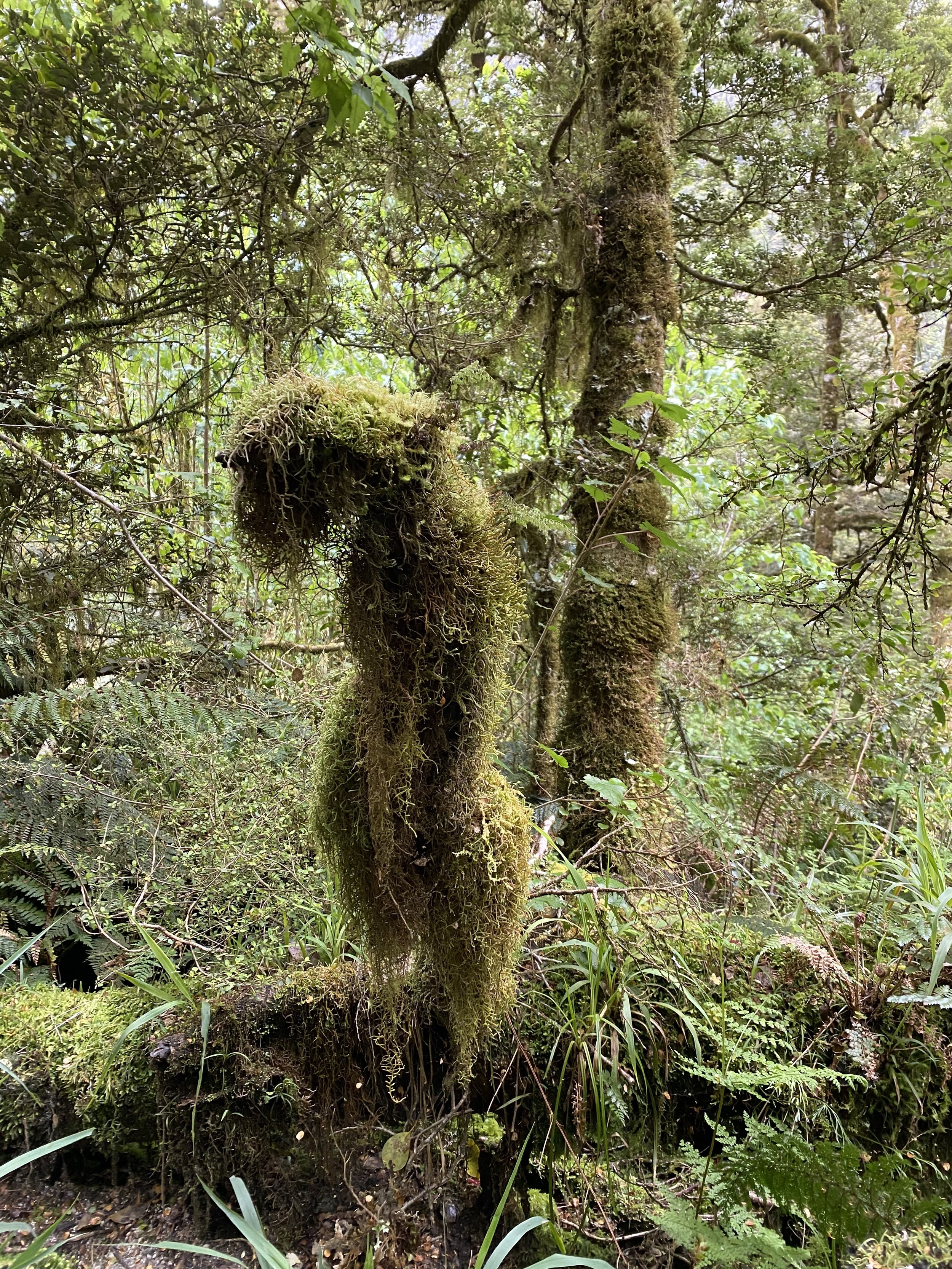 Forest Moss Fairy