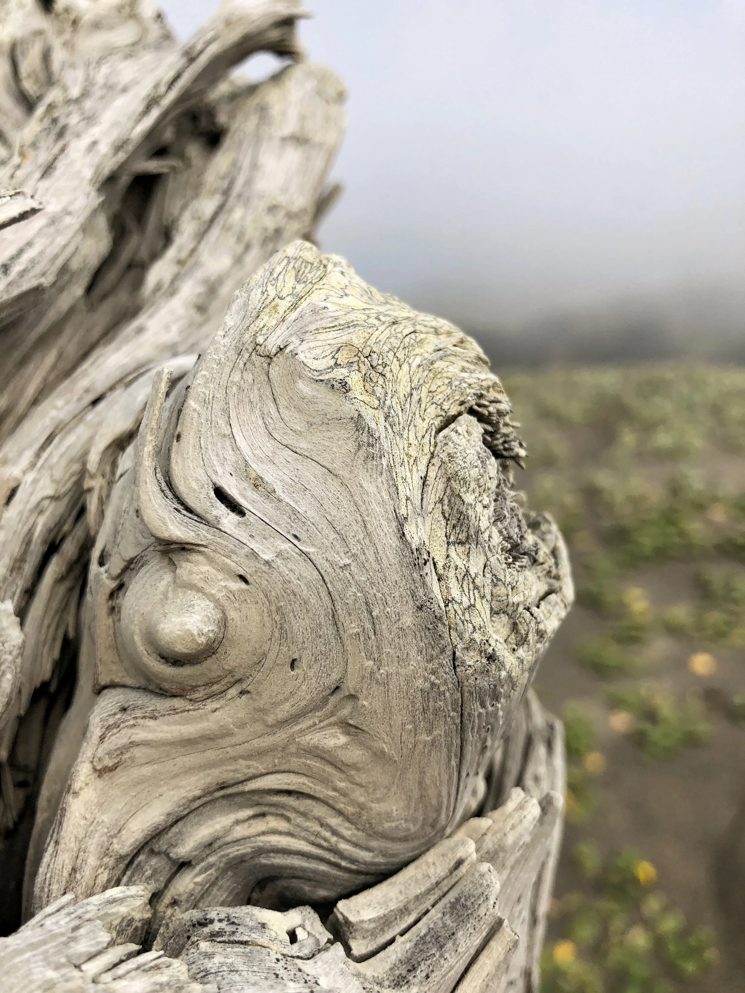 Tree Nipple