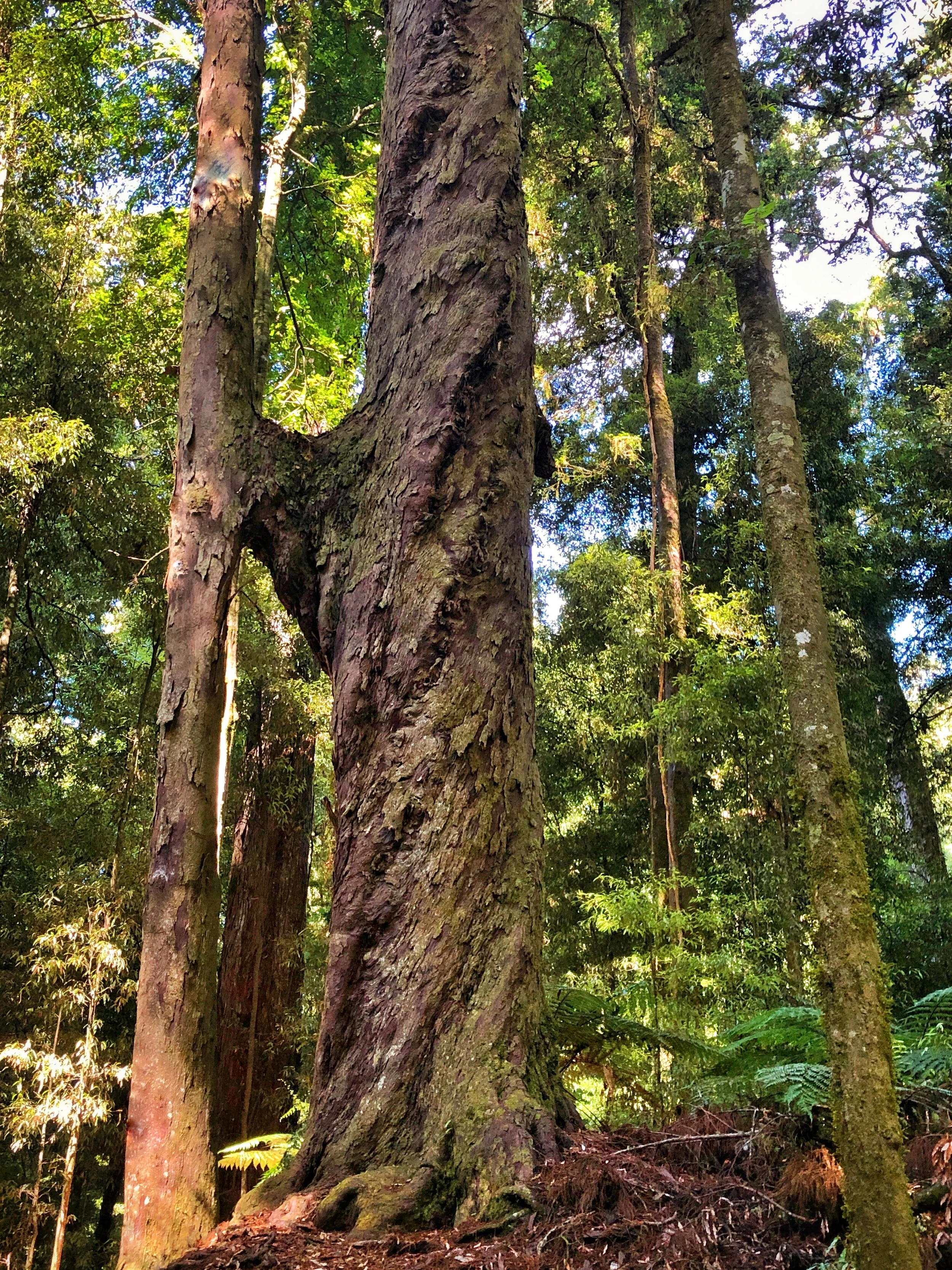 Wizard and His Staff Tree