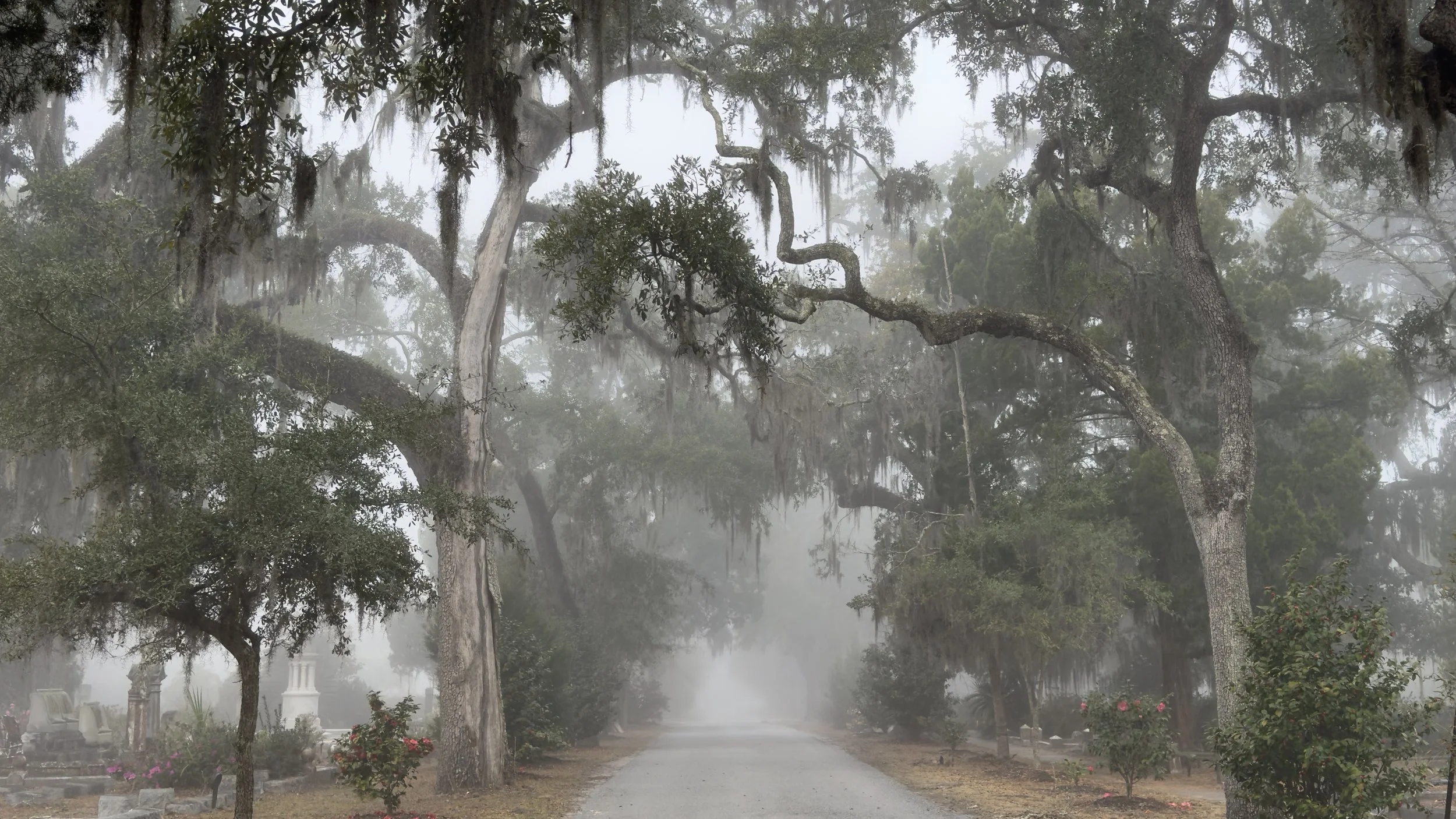 Foggy Morning at Bonaventure