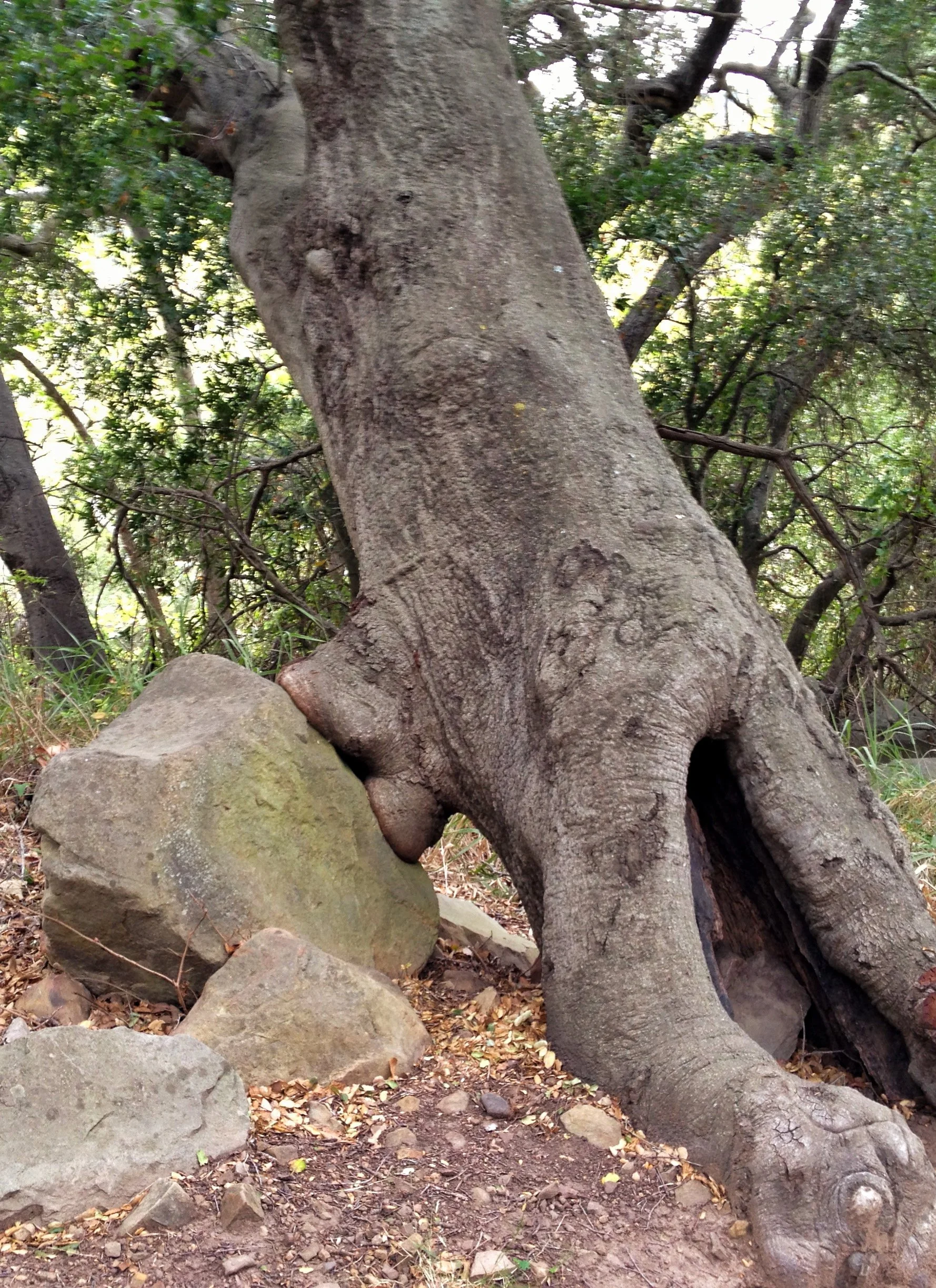 Rock Kisser