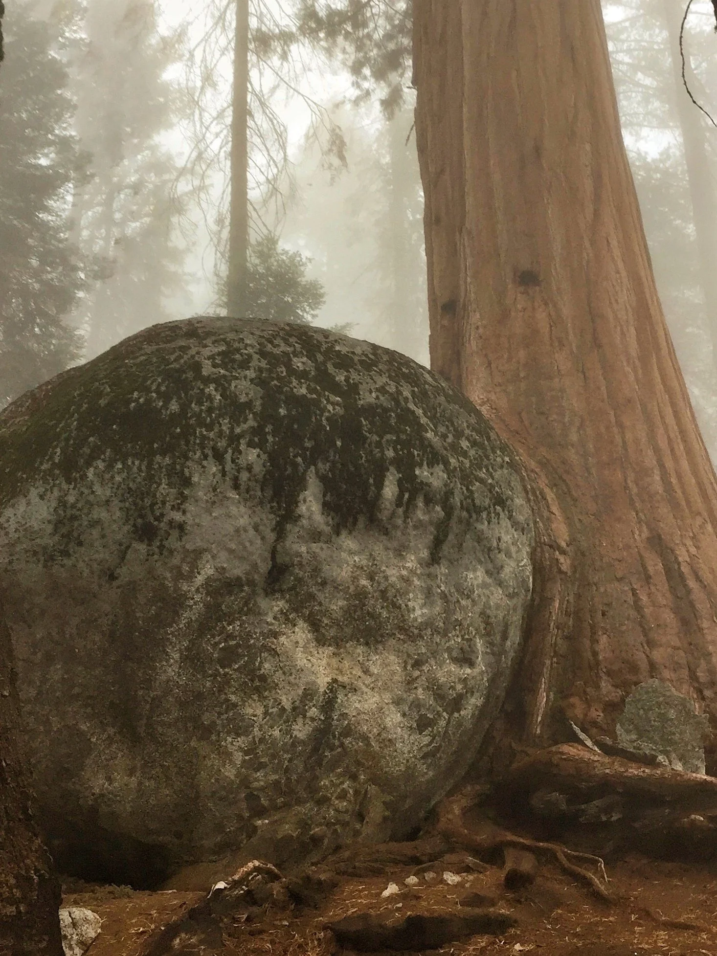 Sequoia Rock Kisser