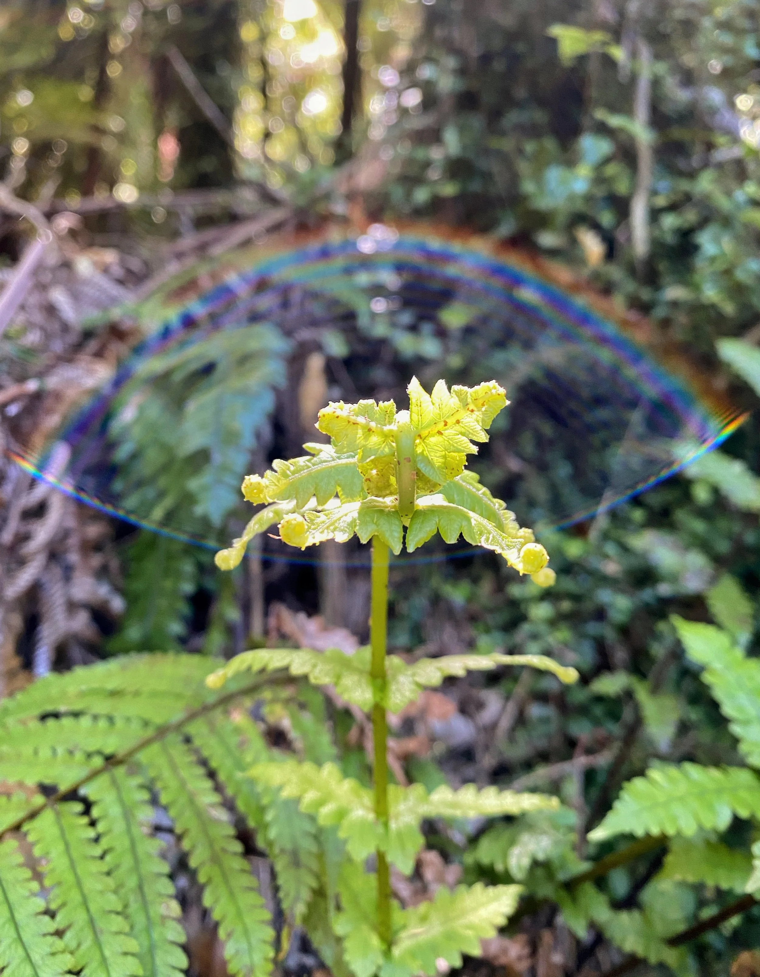 Reveling Fern Fairy in the Rainbow Magic