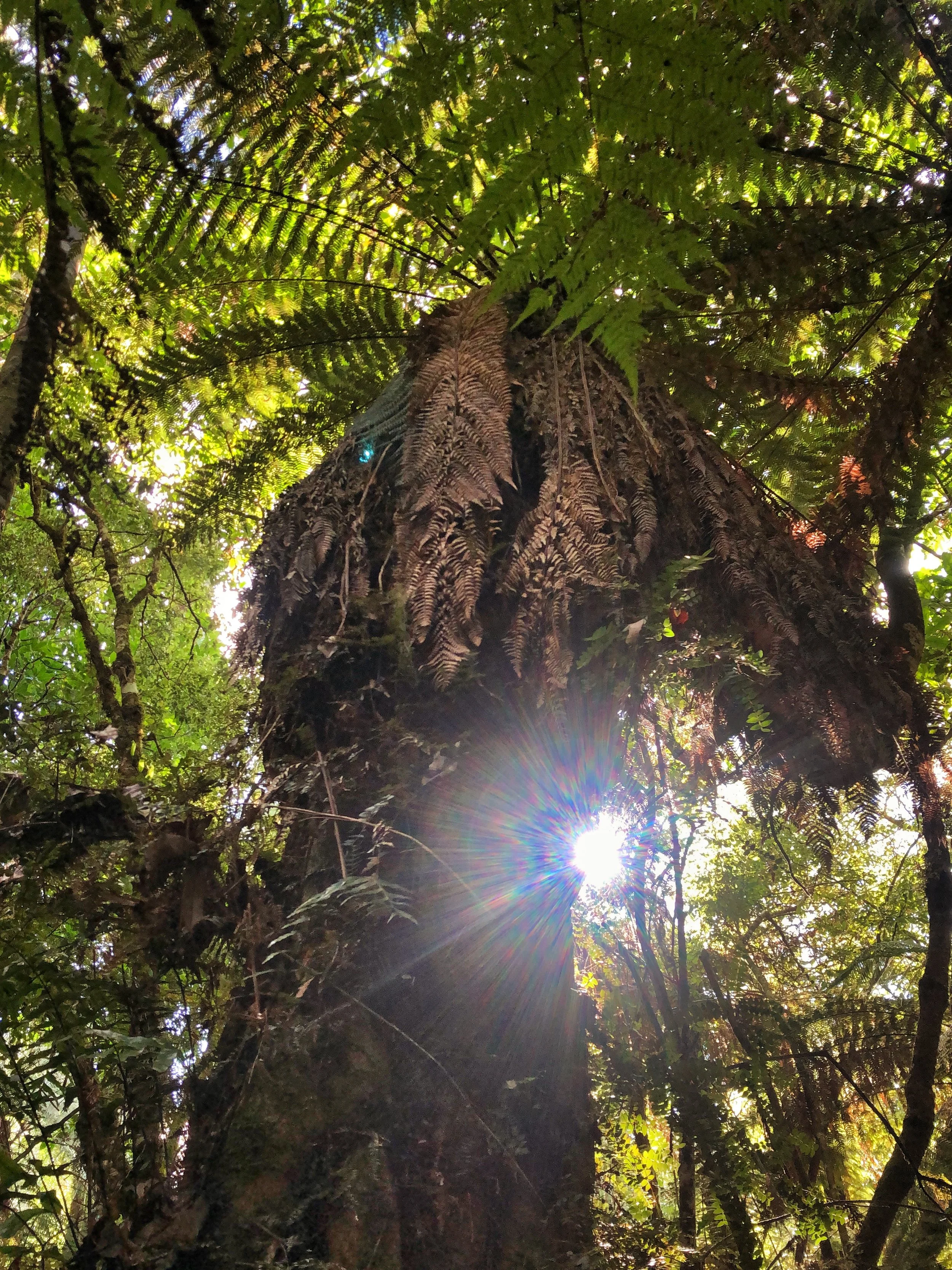 Light Fairy of the Grove of Priestesses