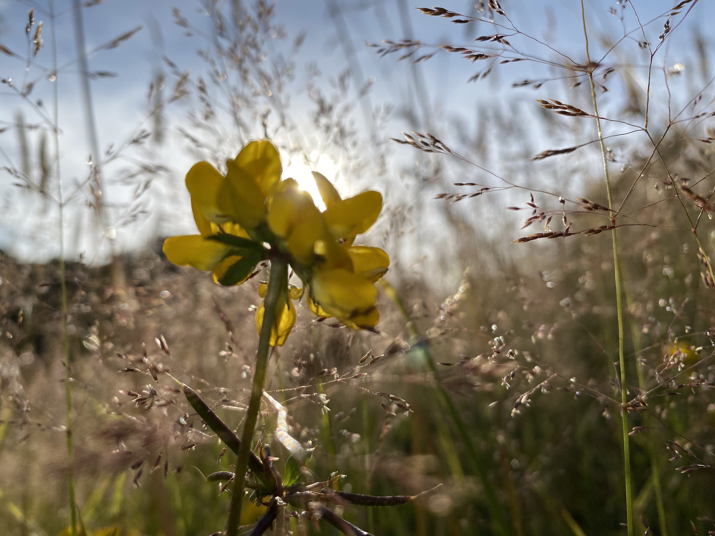 Flower Fairy Trails