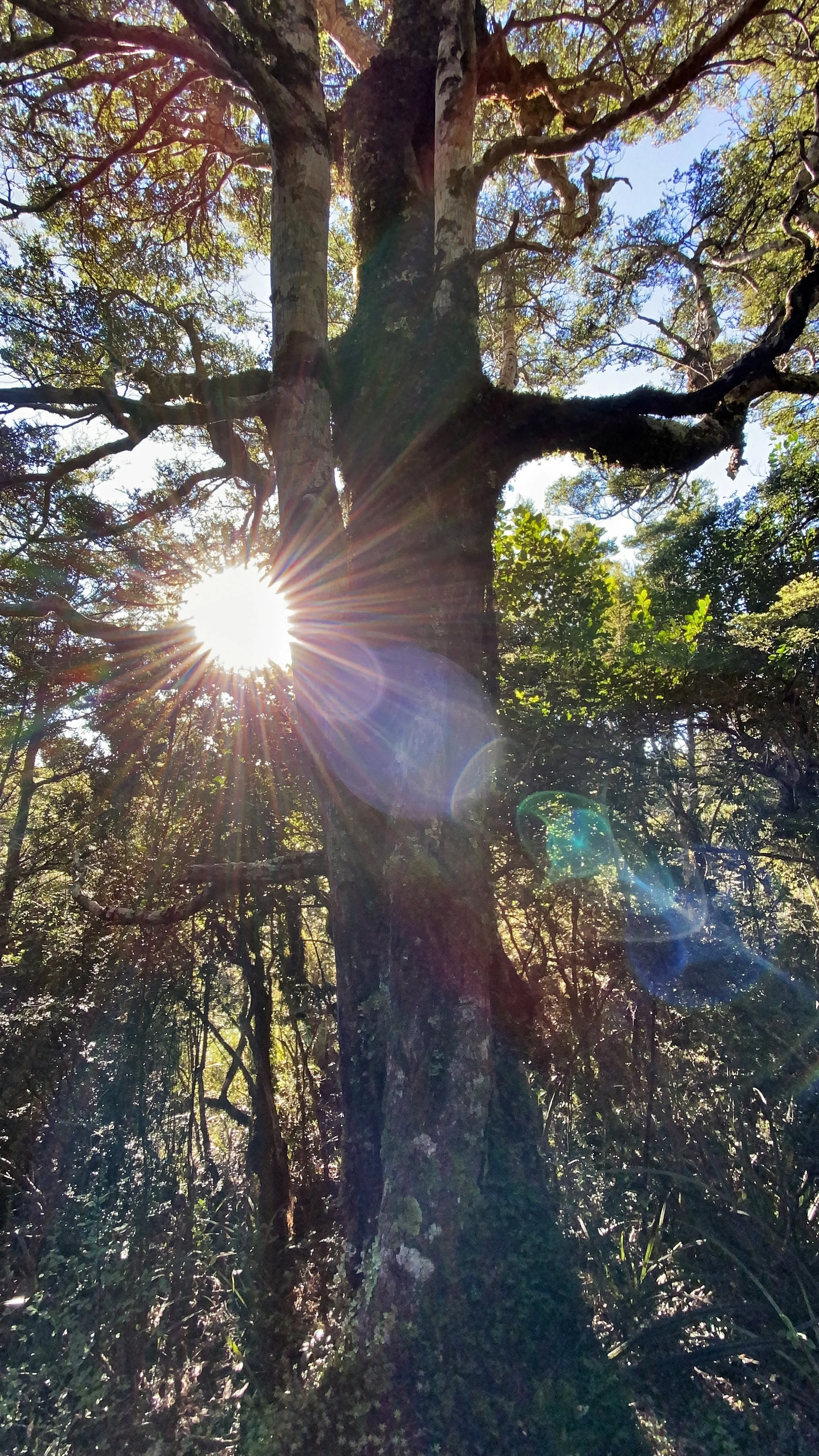 The Oracle Tree