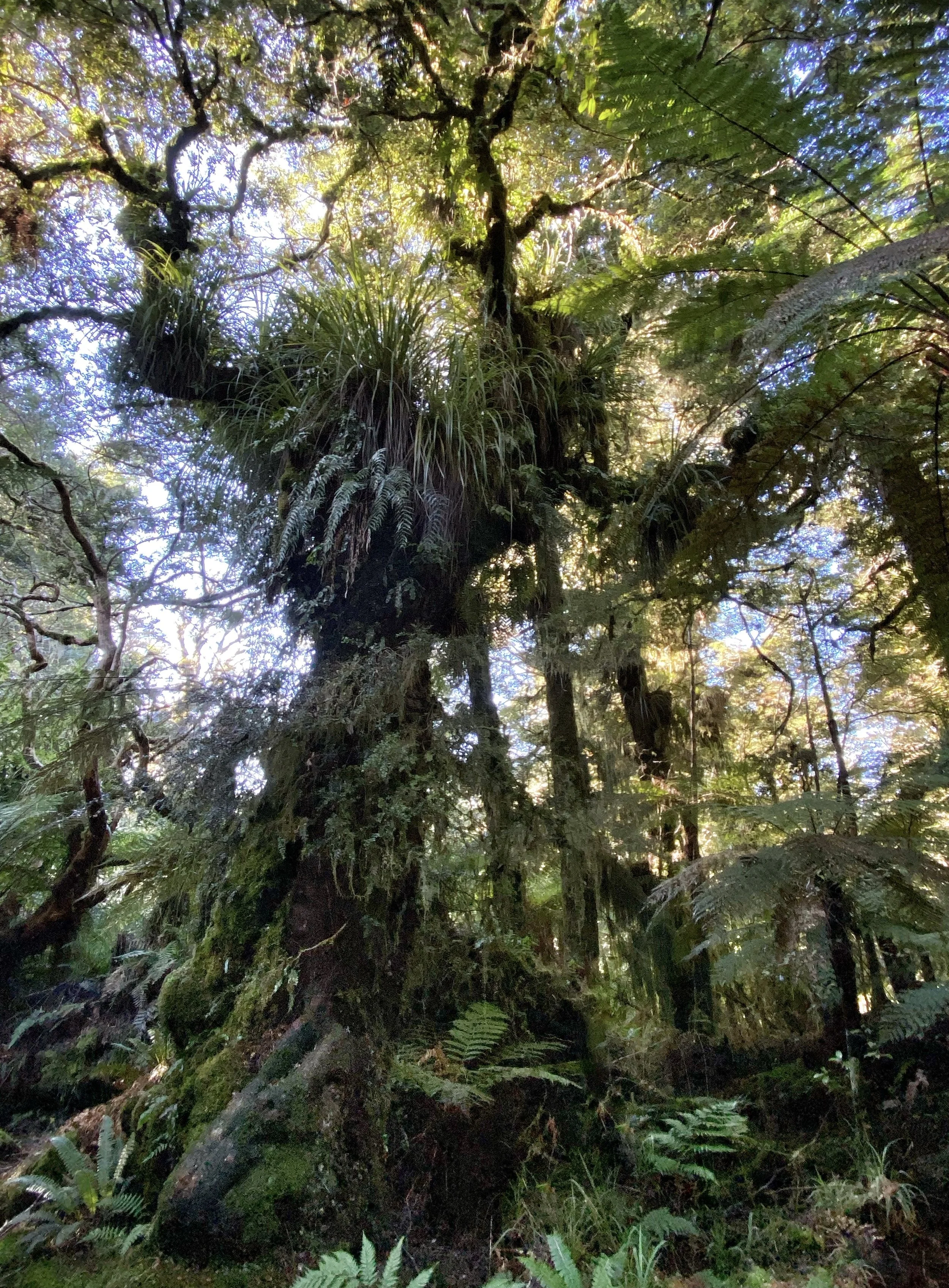 Tree Witch of the Urewera Forest