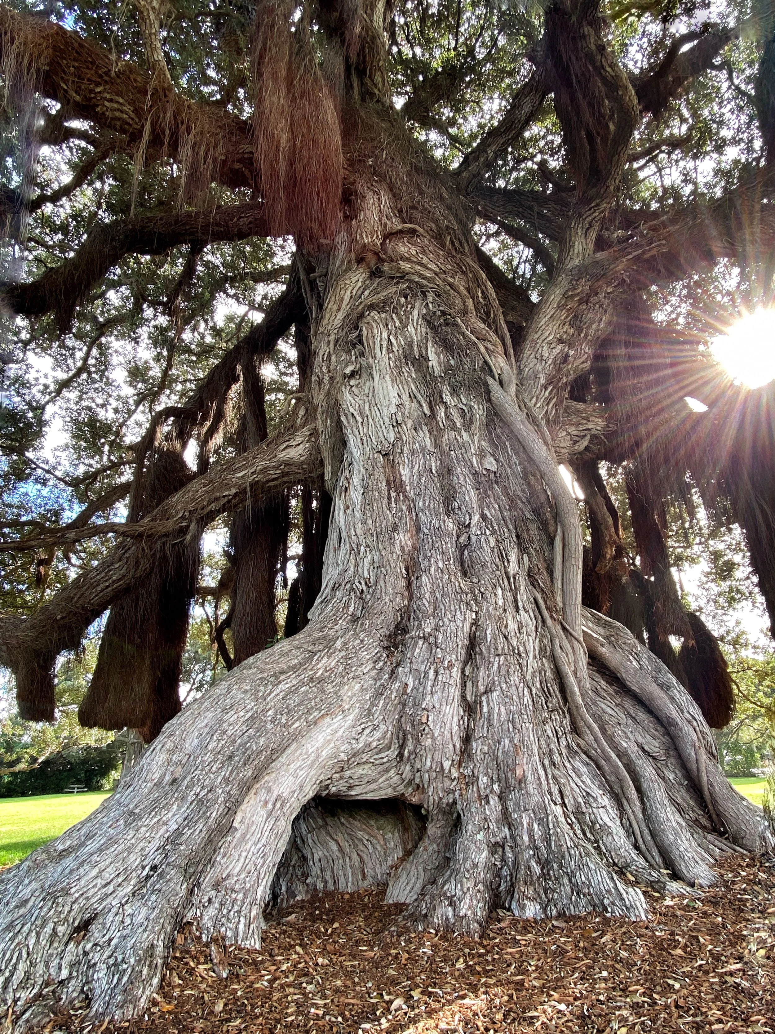 Wise Tree of Fortitude