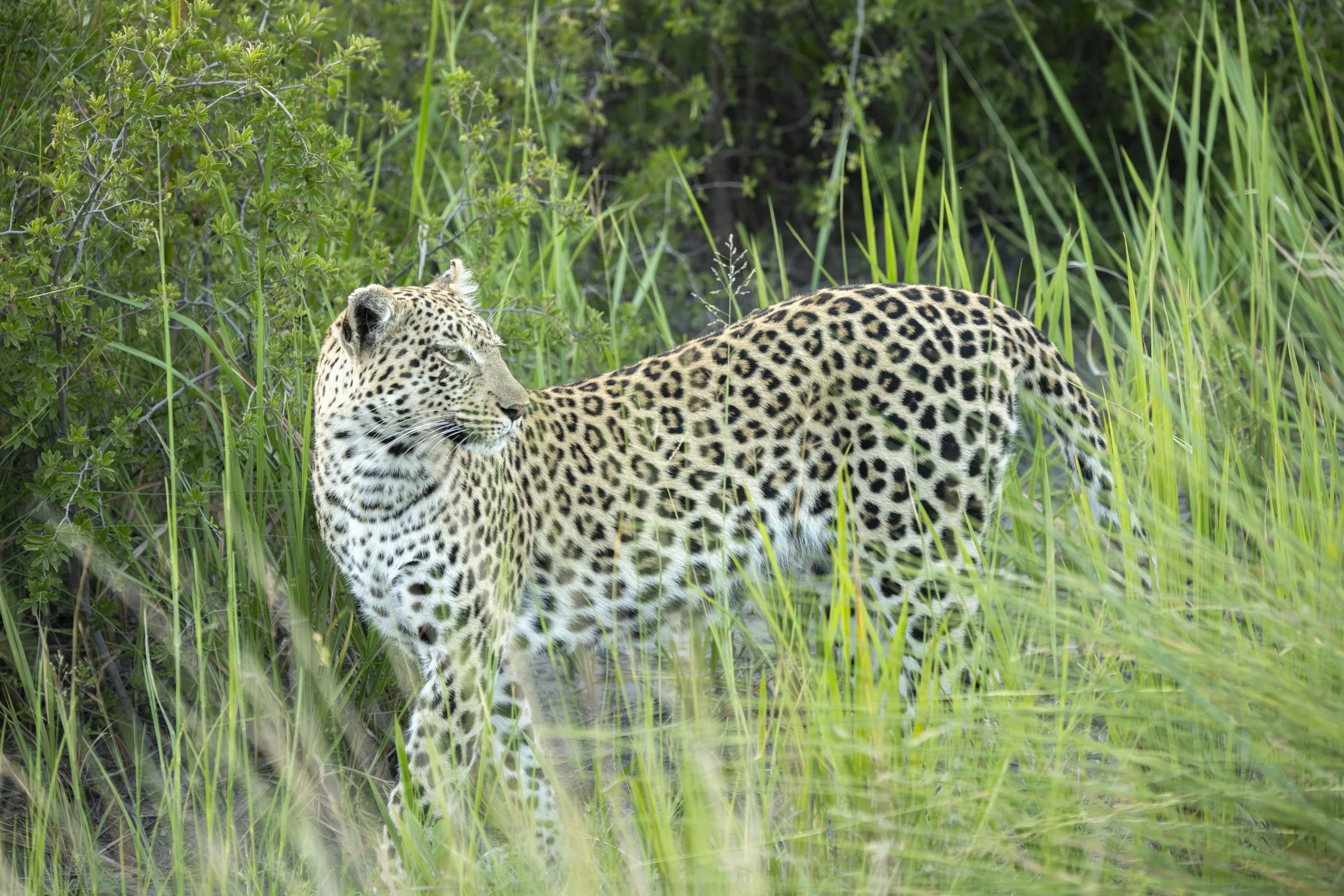 Saal Botswana 2025-15.jpg
