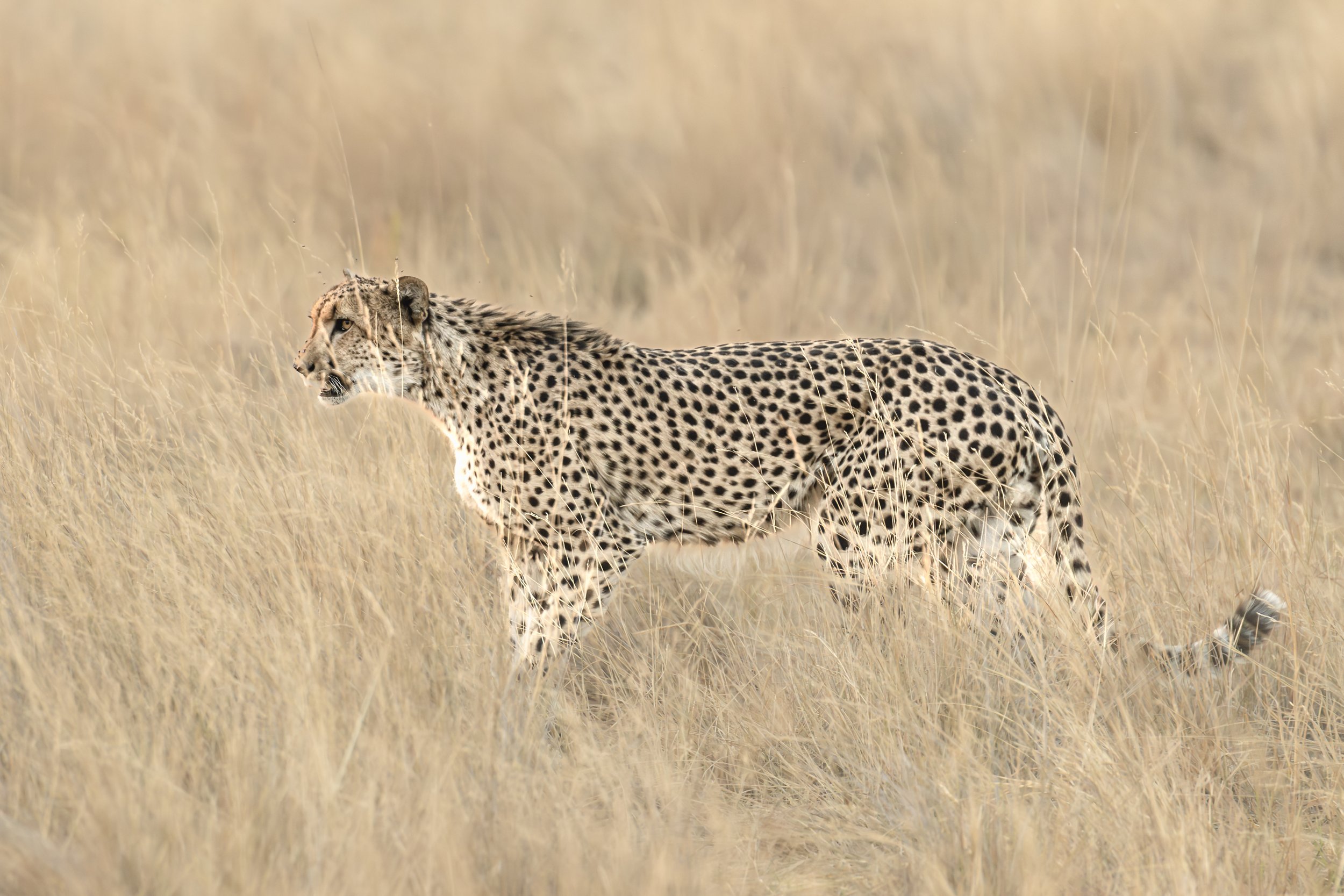 Ovavango Delta -5.jpg