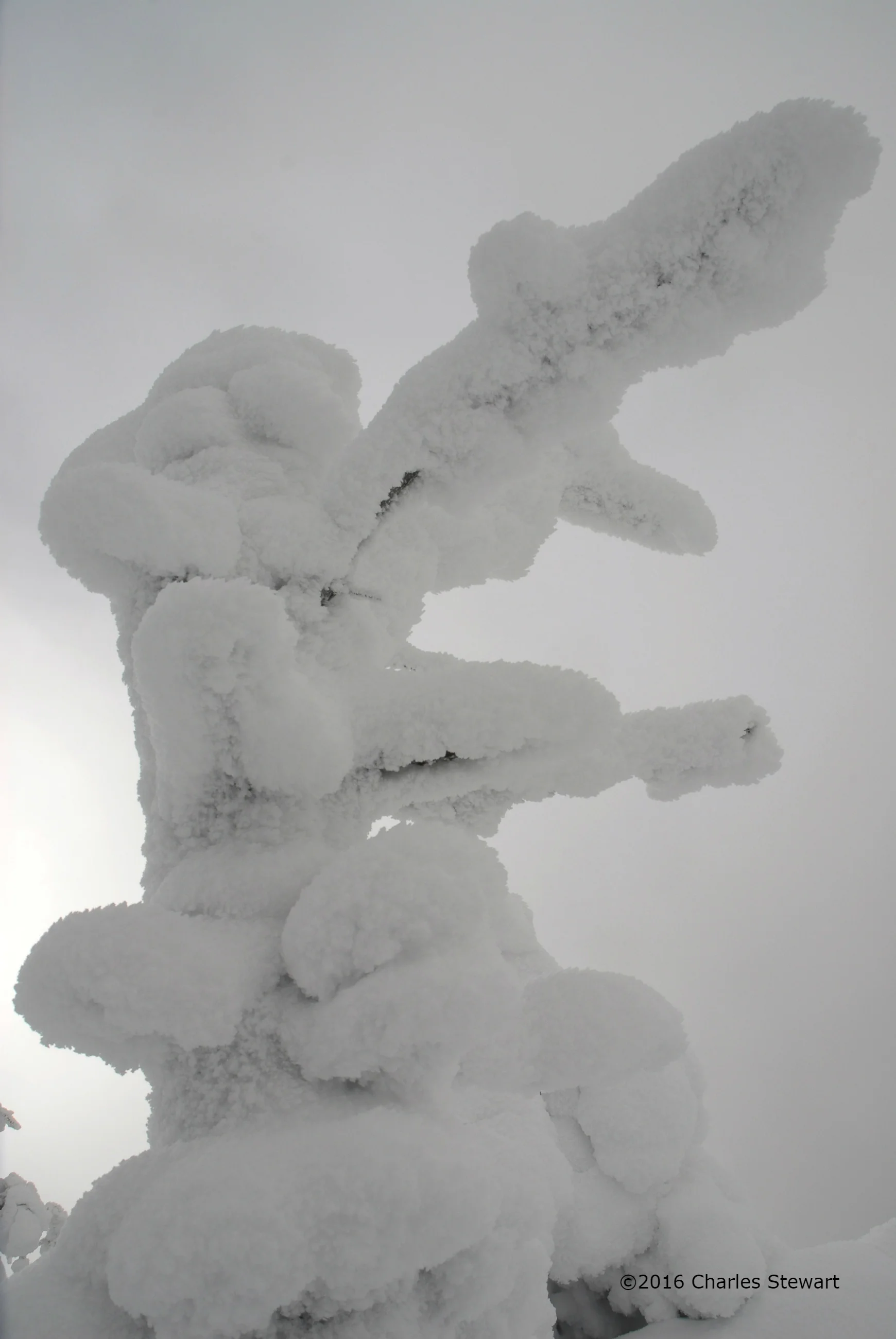 10TomFieldWilley 34-c.jpg