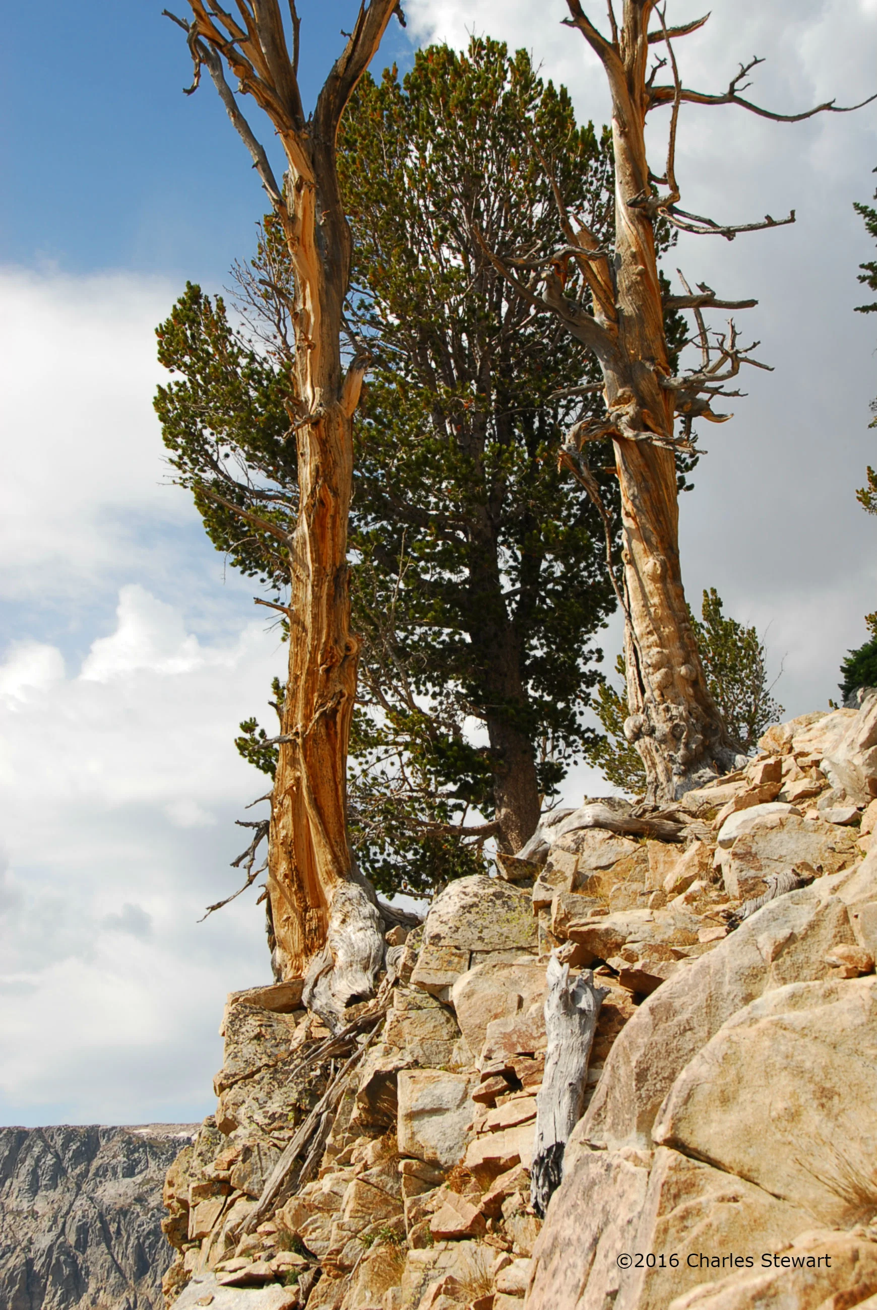 14 yellowstone 1707-c.jpg