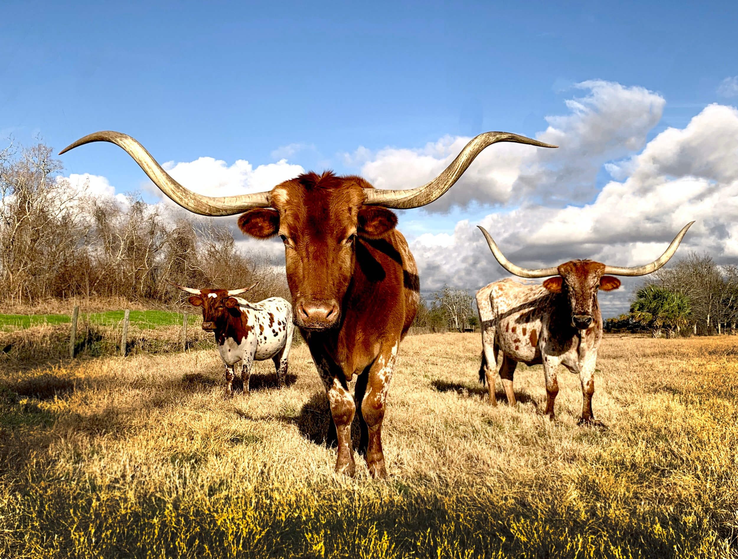 The Benefits of Registering a Texas Car Out-of-State — Dirt Legal