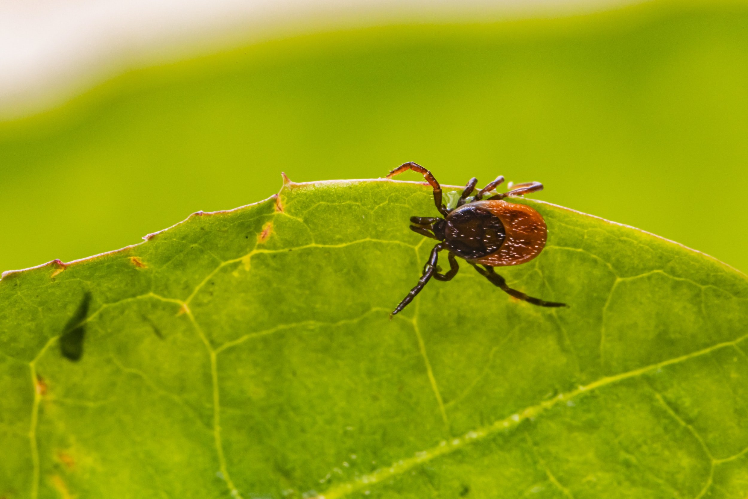 Extended Lyme Disease Season and The Impact of Milder Winters on Year-Round Risk