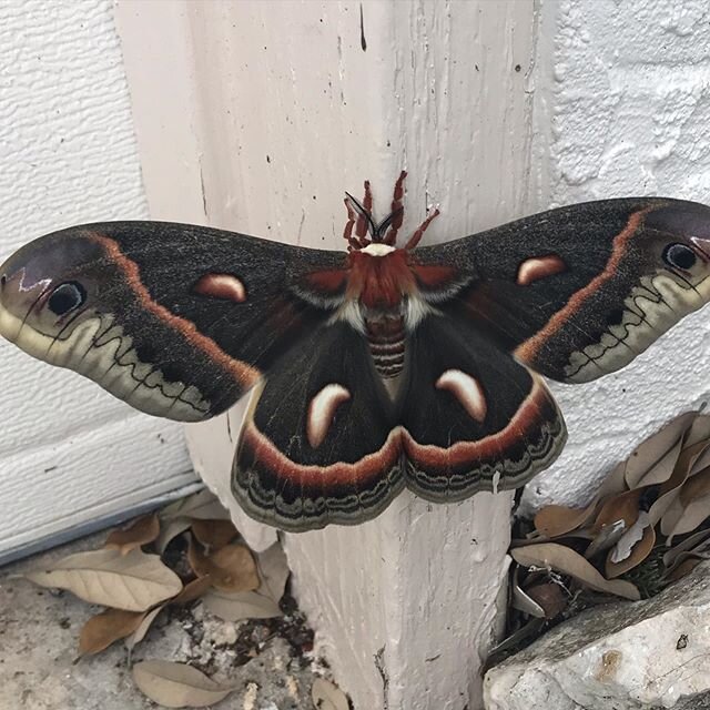 Saw this big guy outside my garage. #silkmoth #texasmoth #lifeisgood