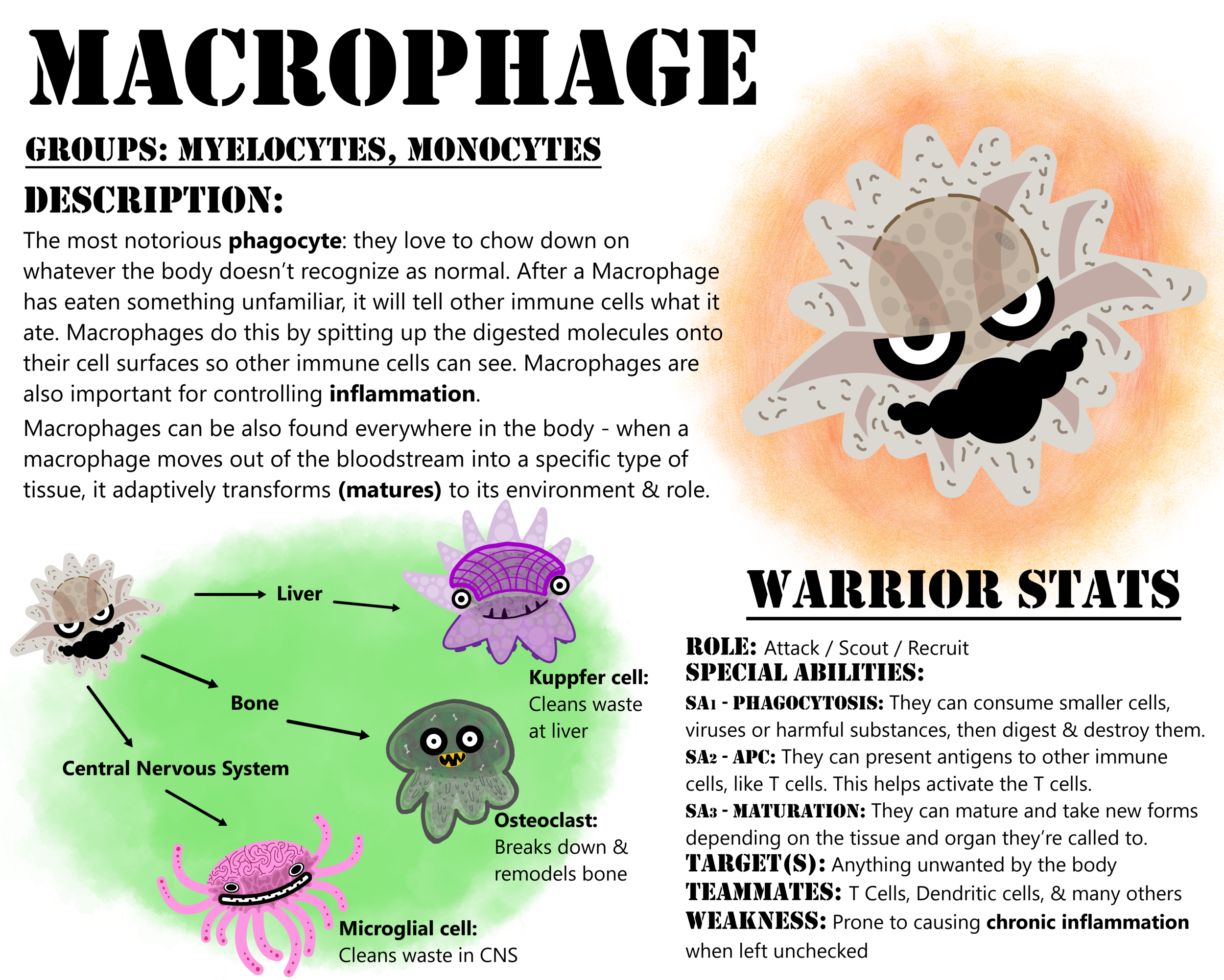 19 macrophage complete hd-min.png