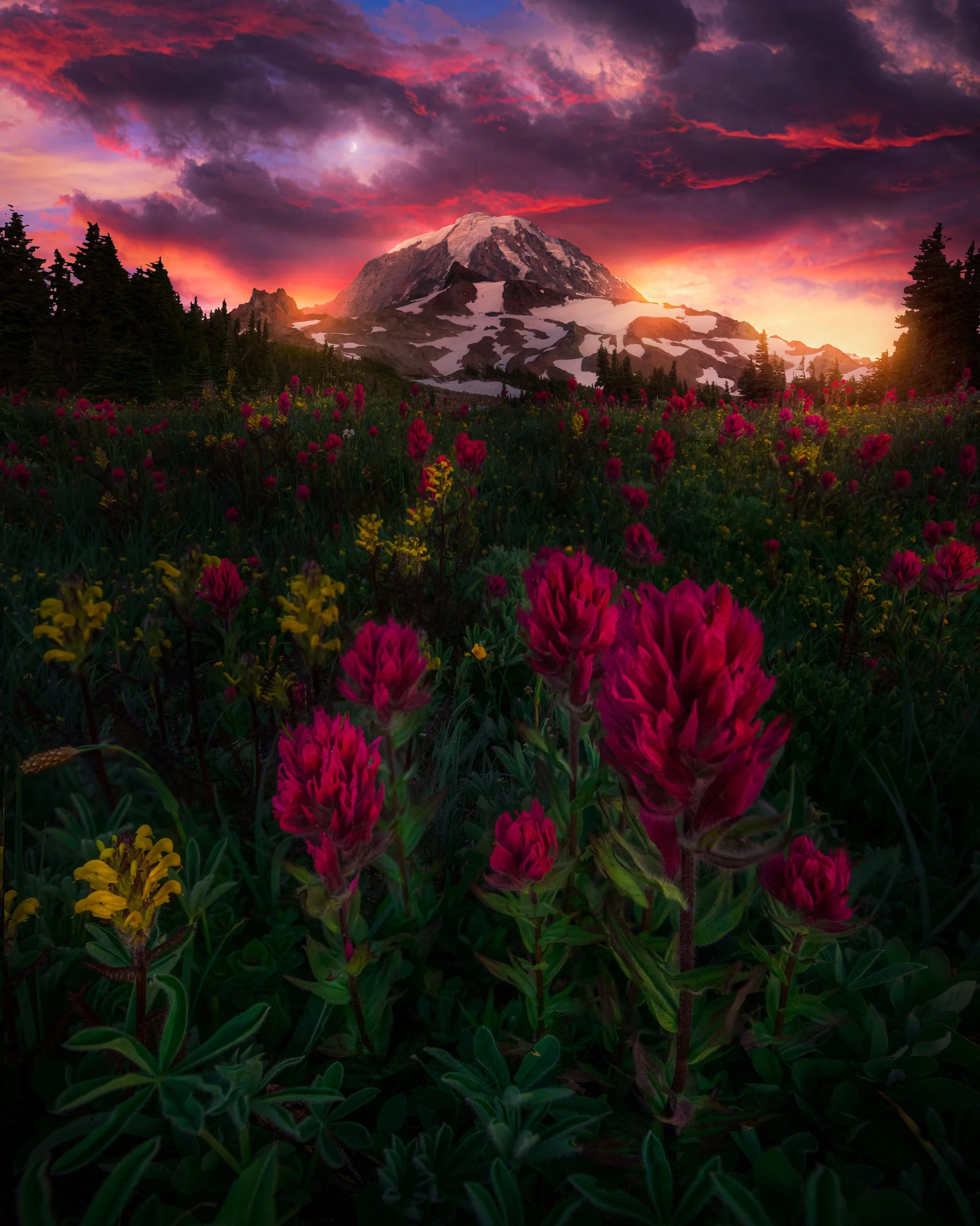 rainier-red-and-purple-spray-park-flowers.jpg