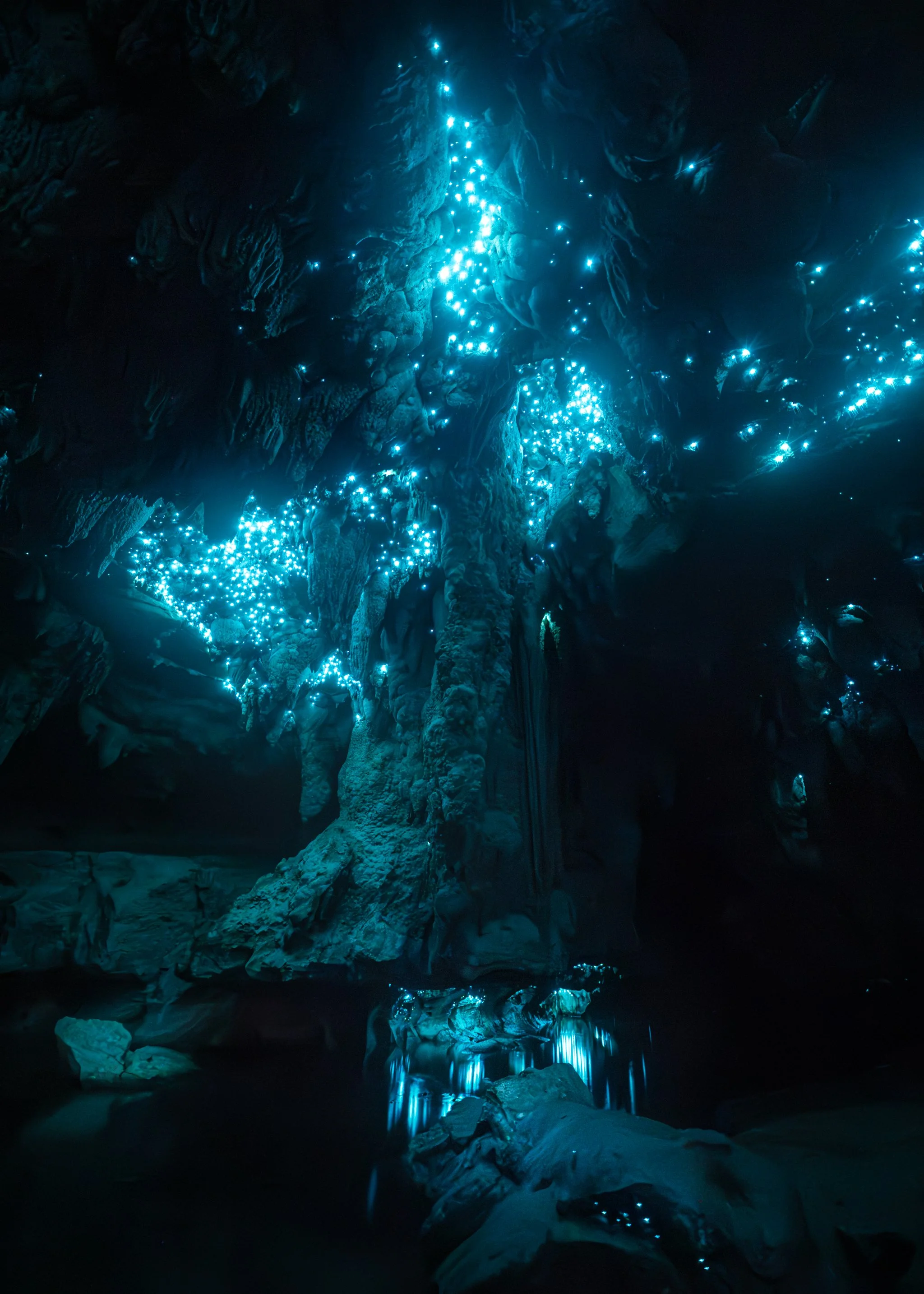 Waipu-Public-Chamber-Glow-Worms.web.jpg