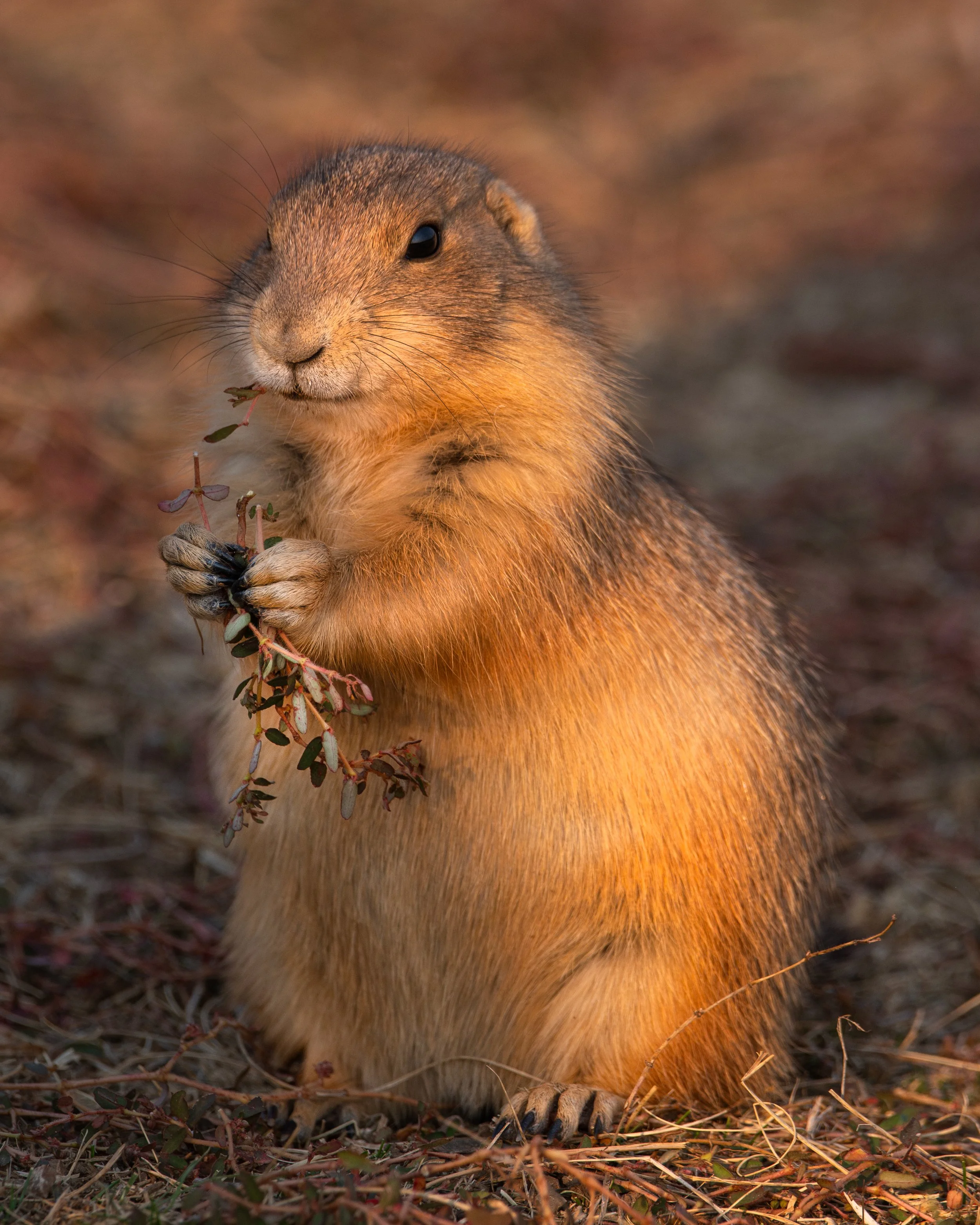 prarie-dog-devils-tower.web.jpg
