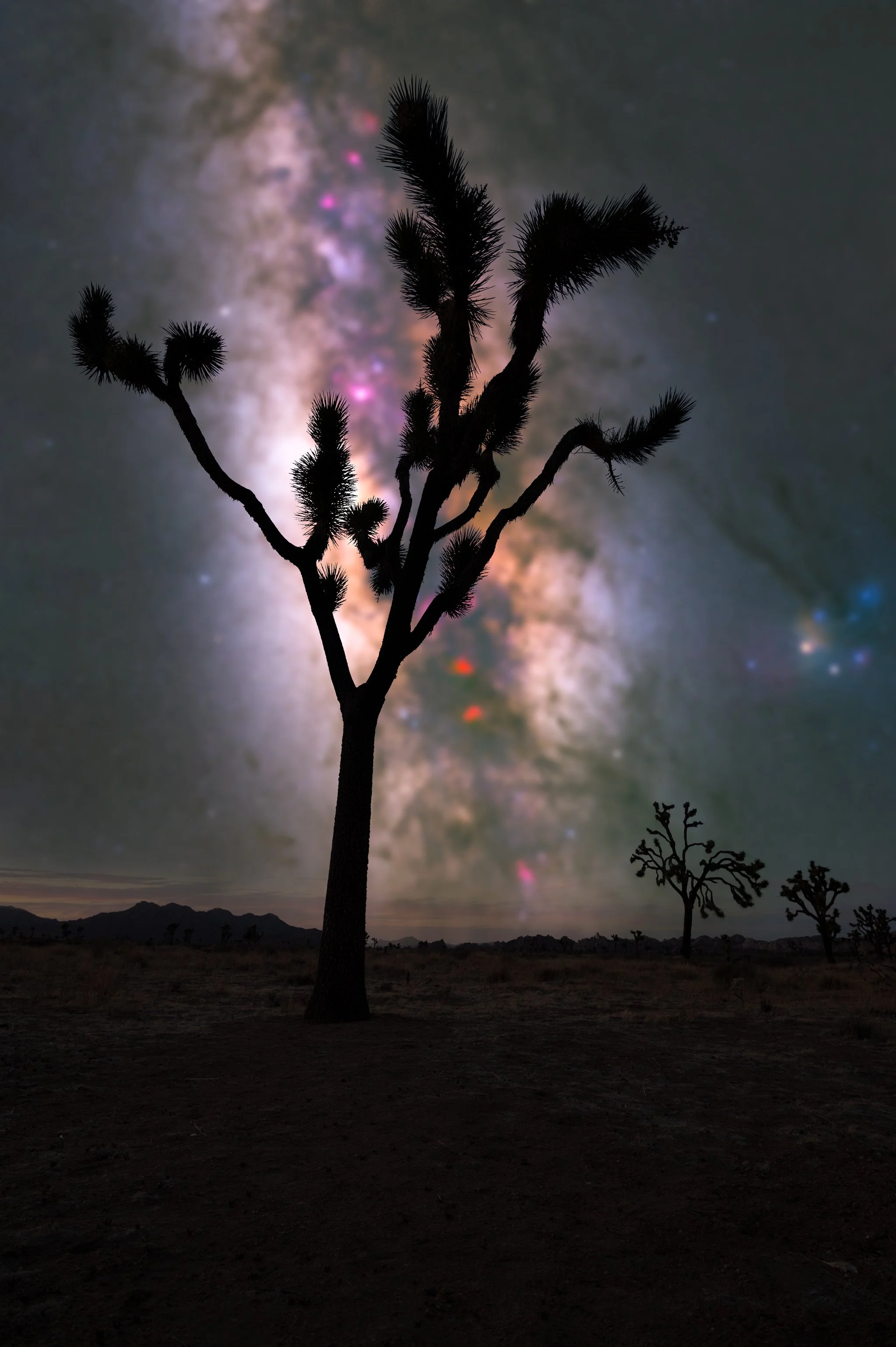 death-valley-joshua-tree.web.jpg