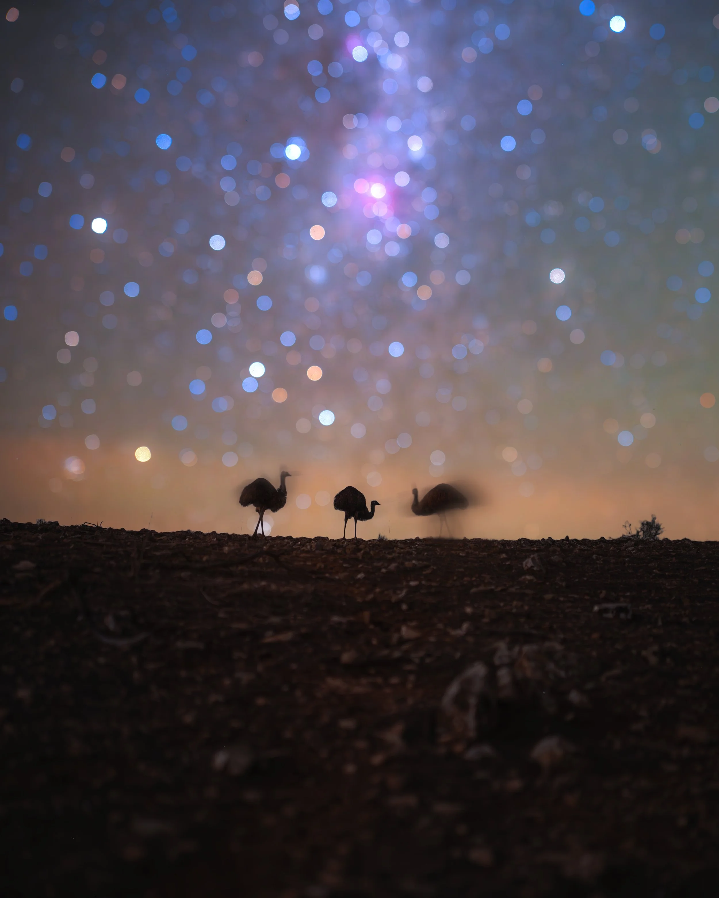 Milky-Emu-Flinders.web.jpg