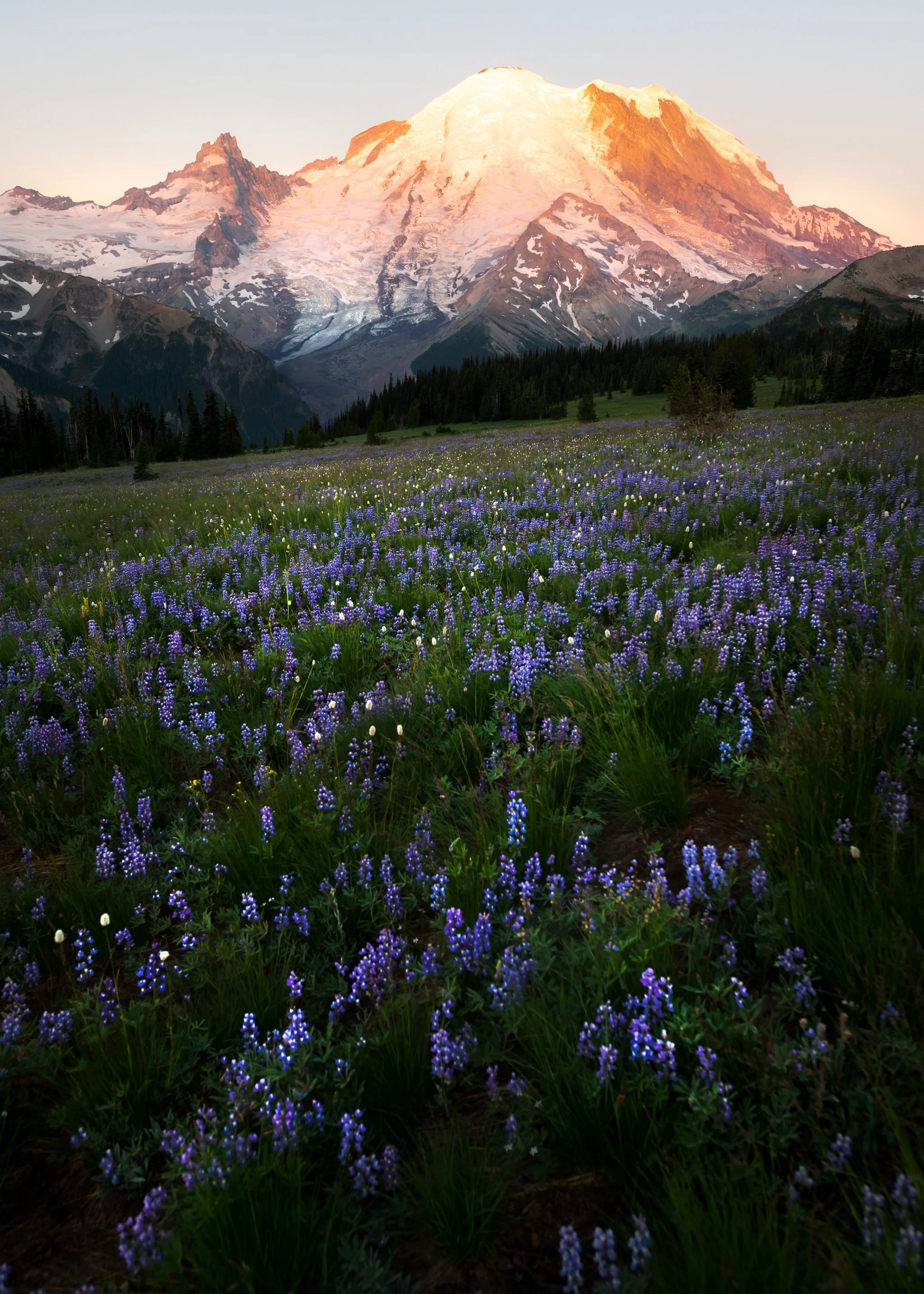 rainier-sunrise-wildflowers.jpg