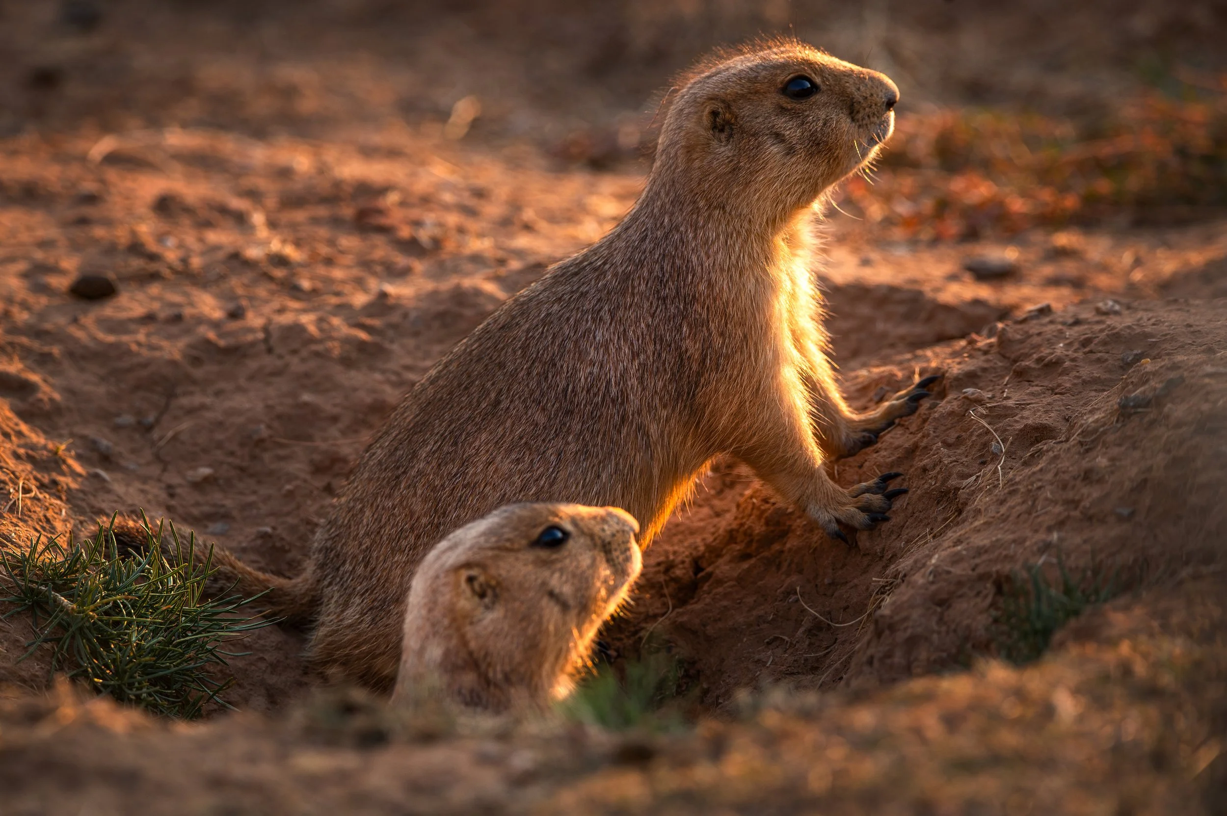 prarie-doggin-it-devils-towe.web.jpg