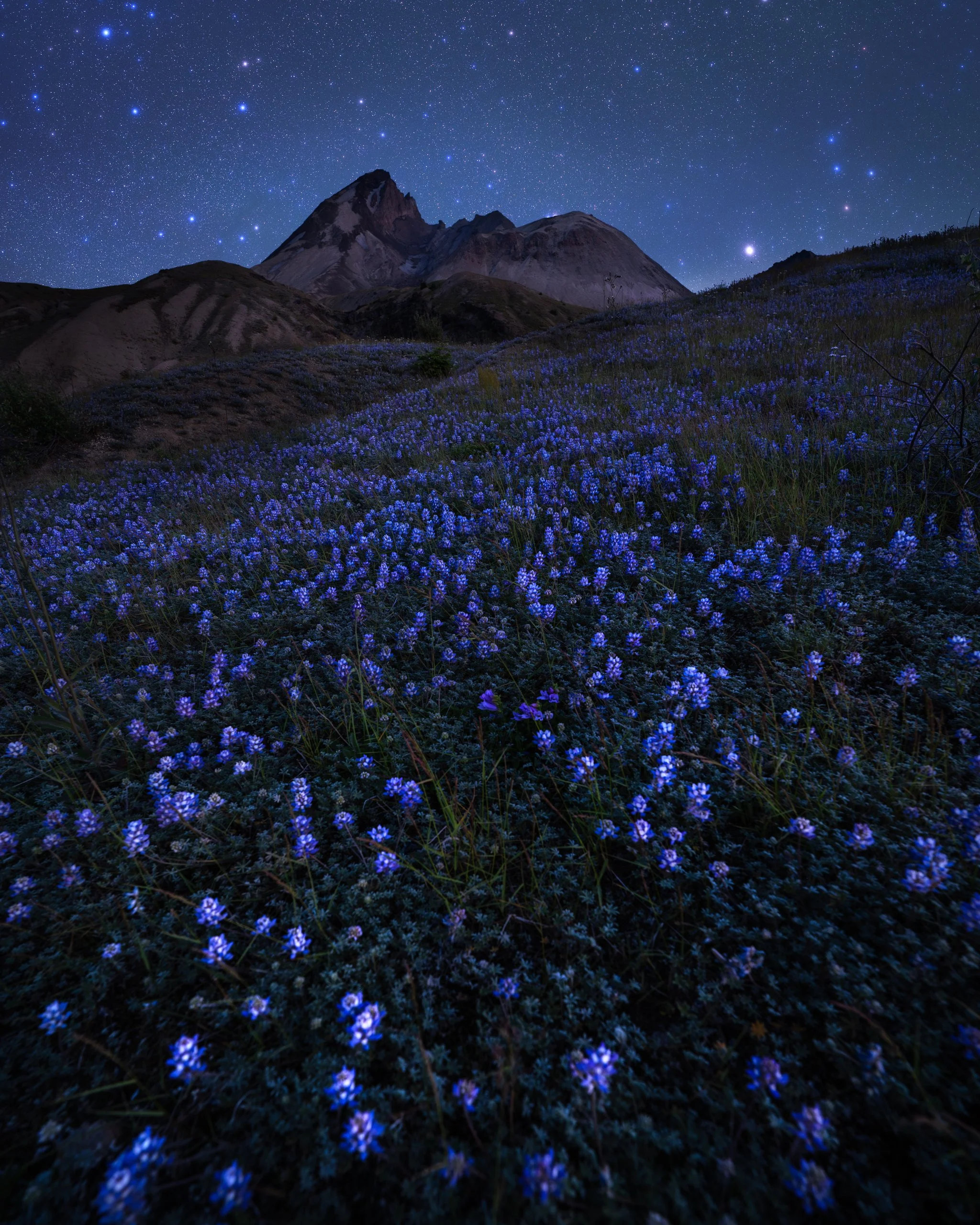 helens-twilight-wildflower-loowit.web.jpg